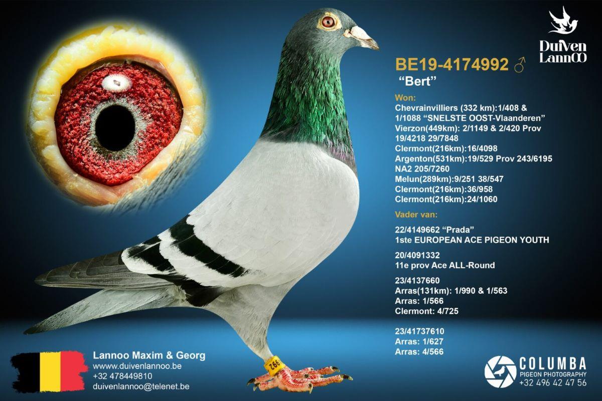 PITTS-Lannoo-PITTS-BE19-4174992 'Bert' -Foto