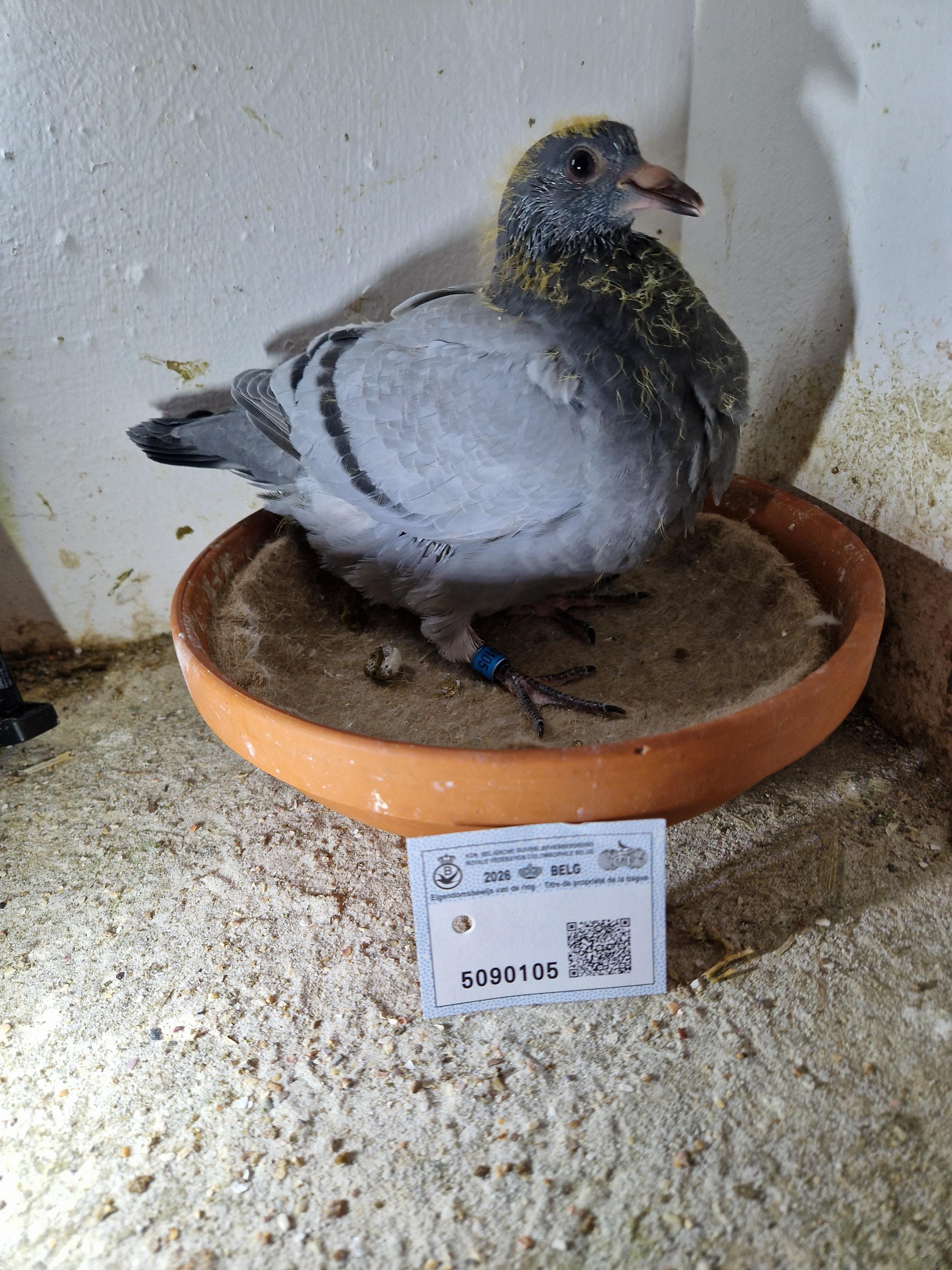 Lijn 1° Inat Barcelona x Lijn 10° Nat As 