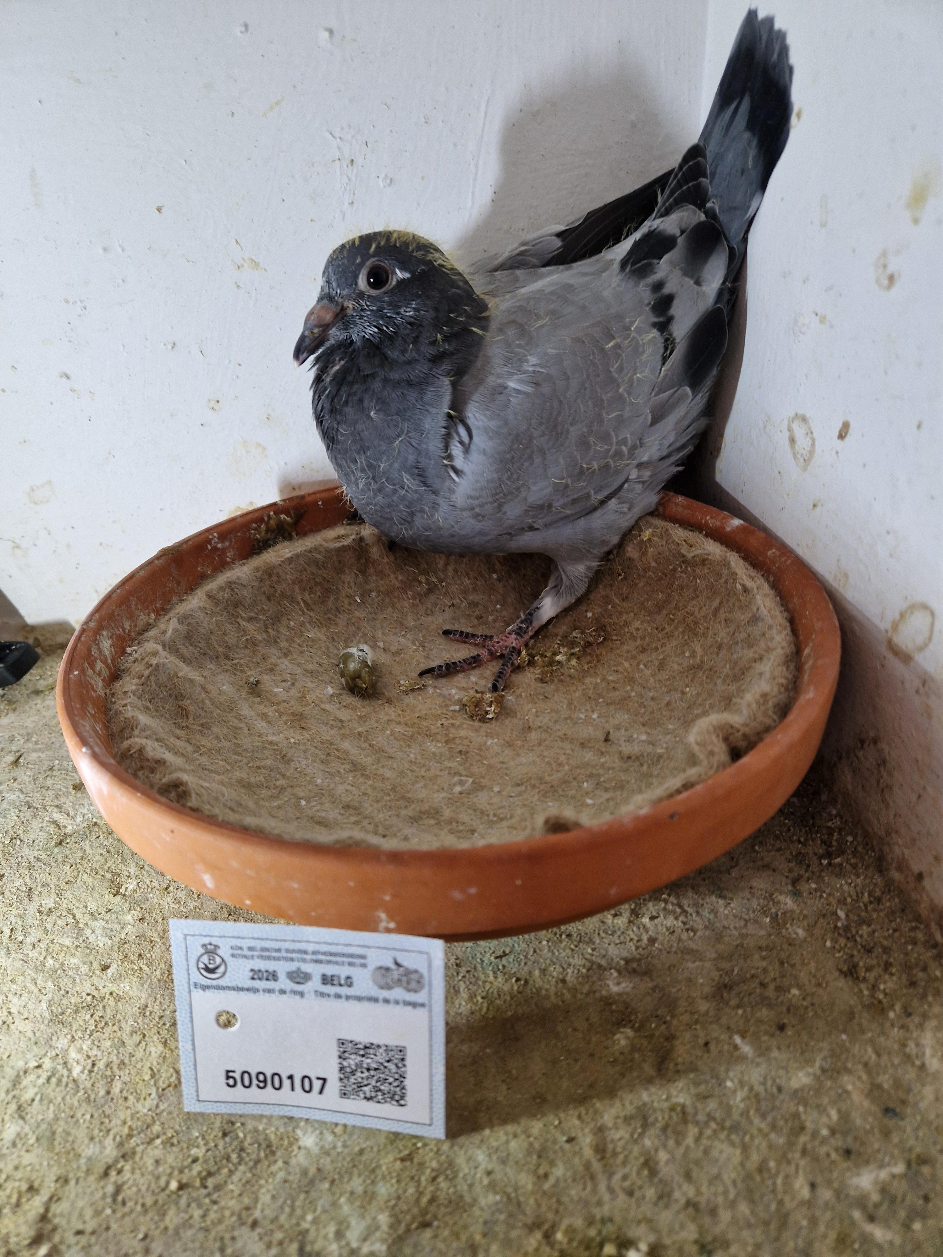 Lijn Leo Heremans x Dochter zus 1° Nat Vierzon