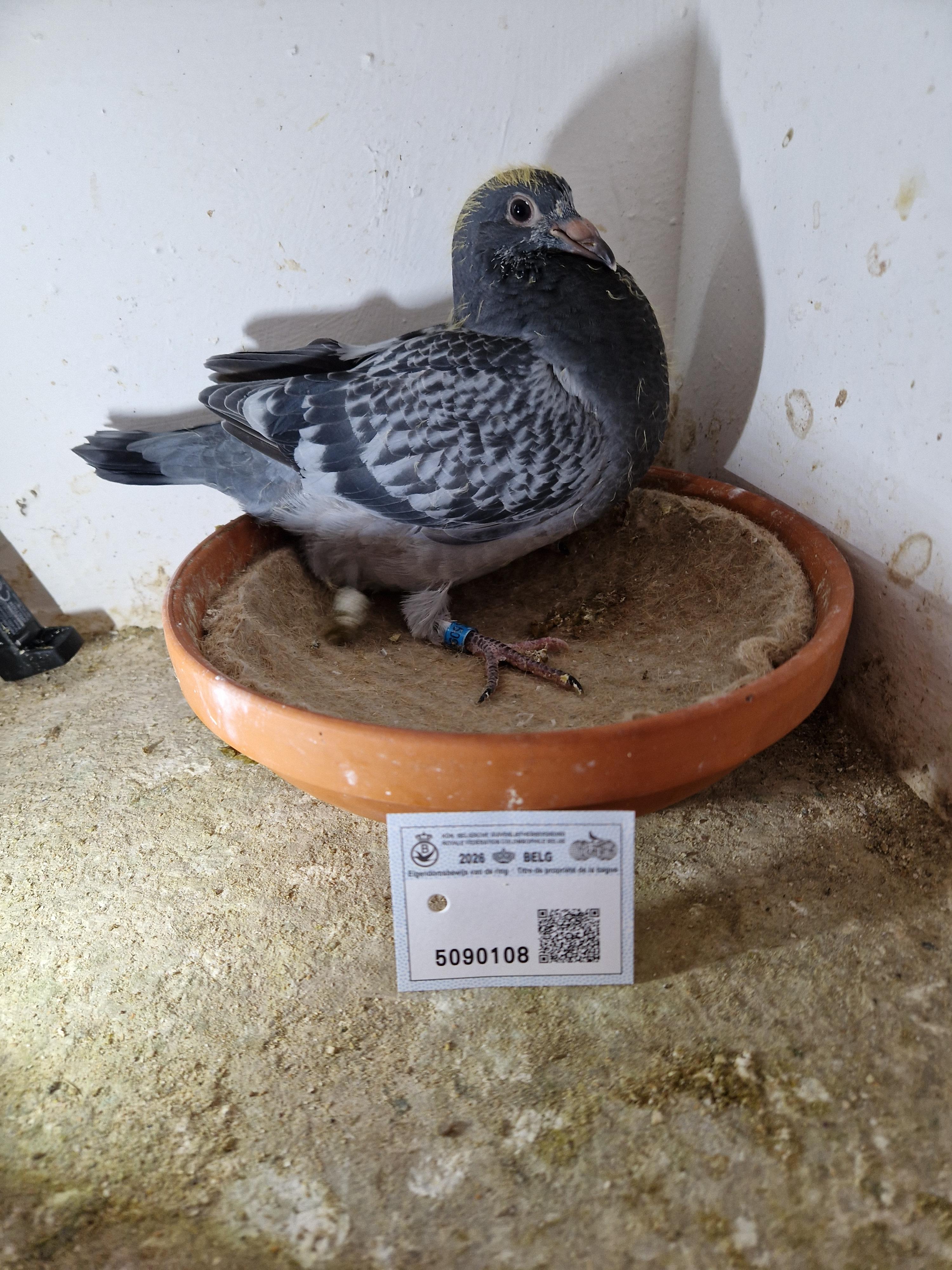 Lijn Leo Heremans x Dochter zus 1° Nat Vierzon