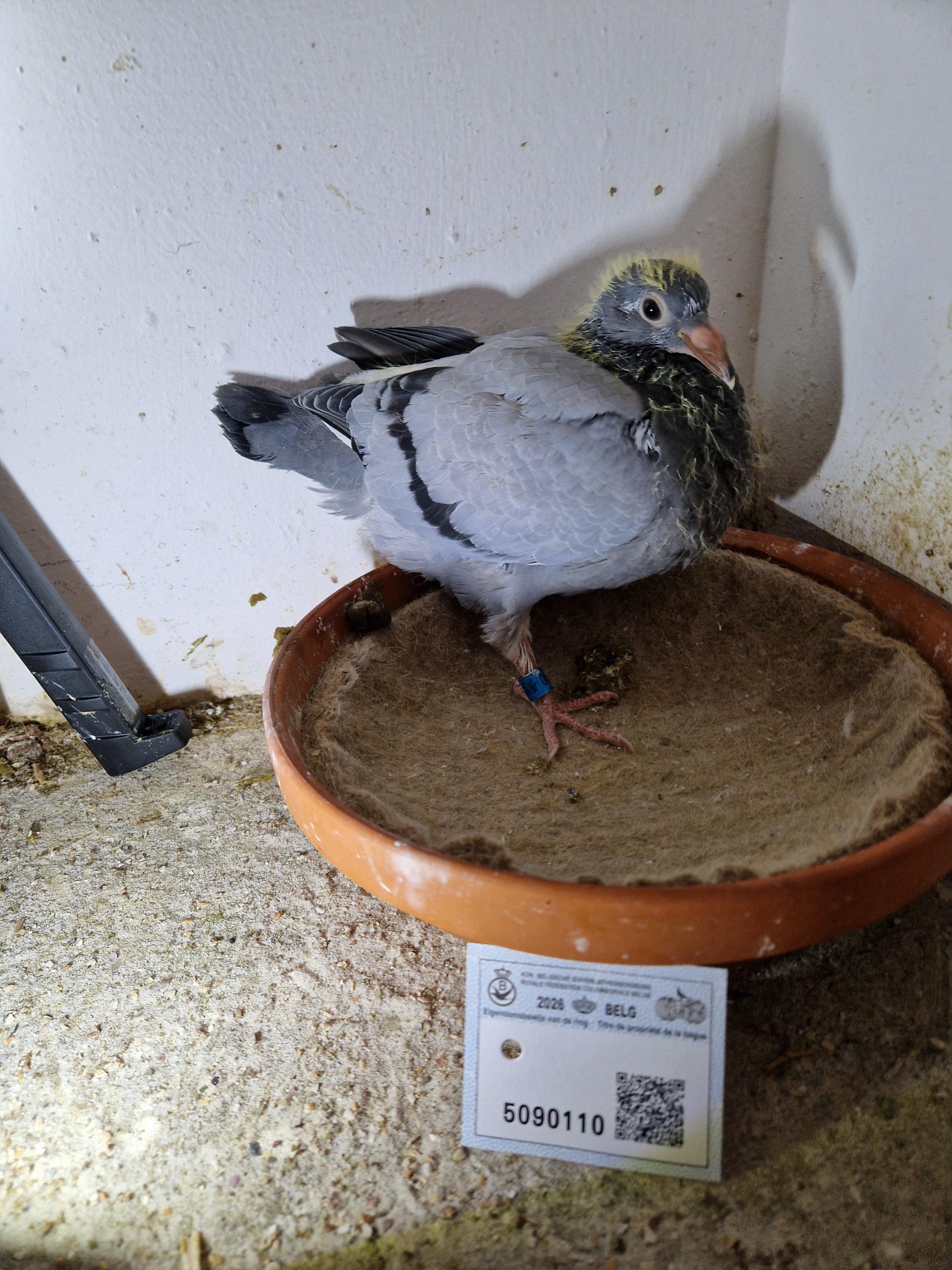 Zoon Radja x Kleindochter Radja 