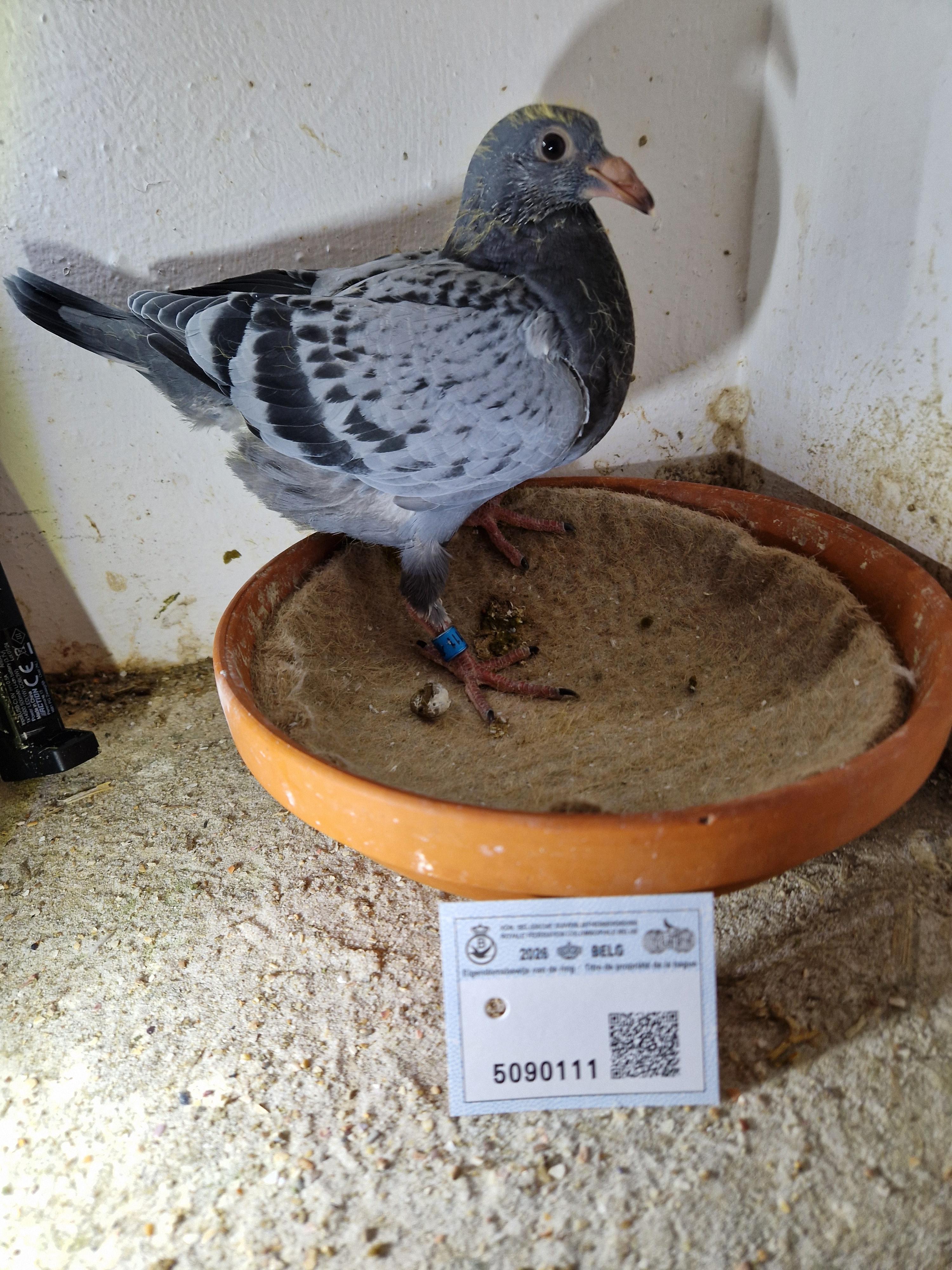 Zoon Radja x Dochter Iron Man