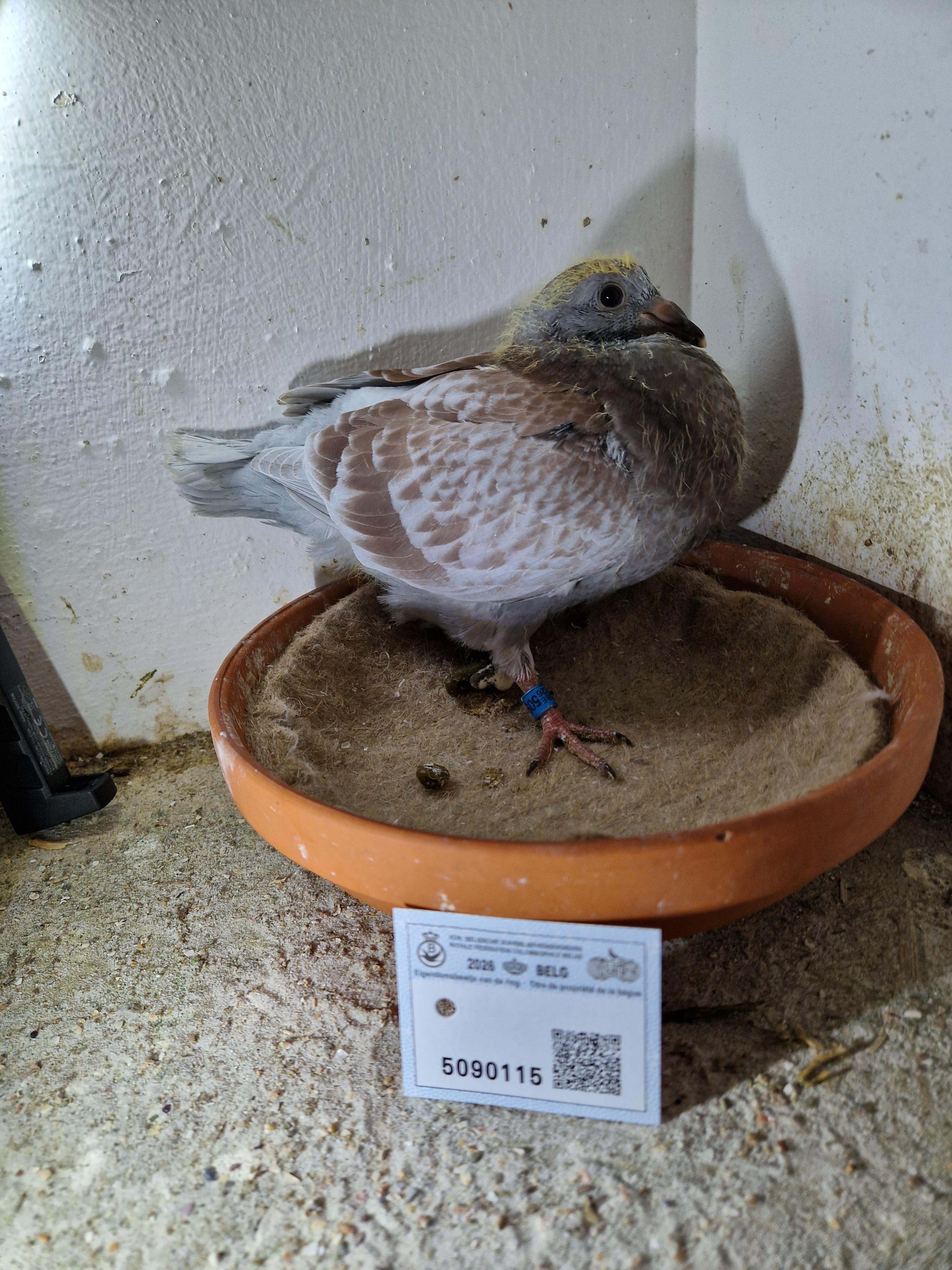 Zoon Radja x Kleindochter Iron Man