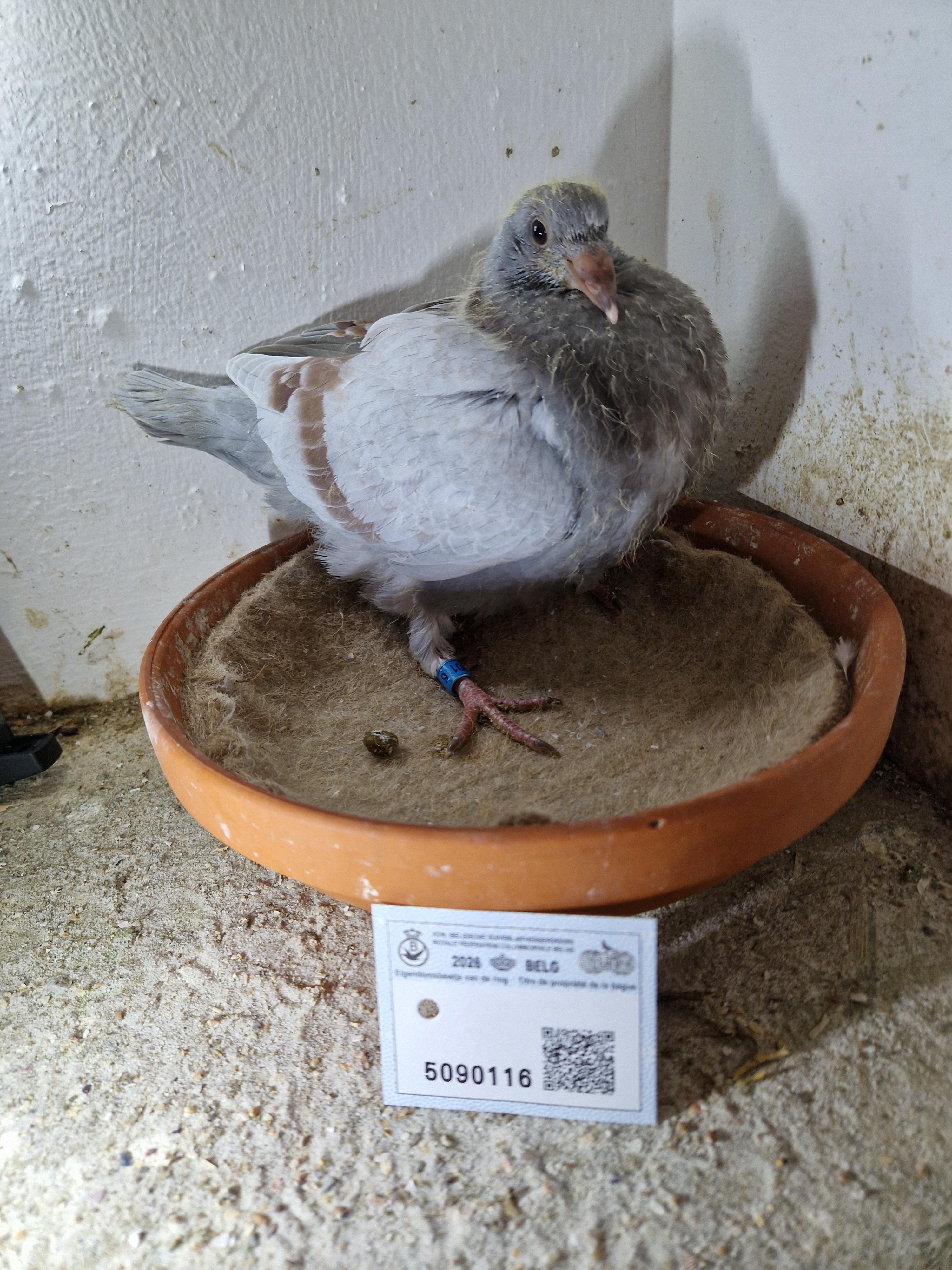 Zoon Radja x Kleindochter Iron Man