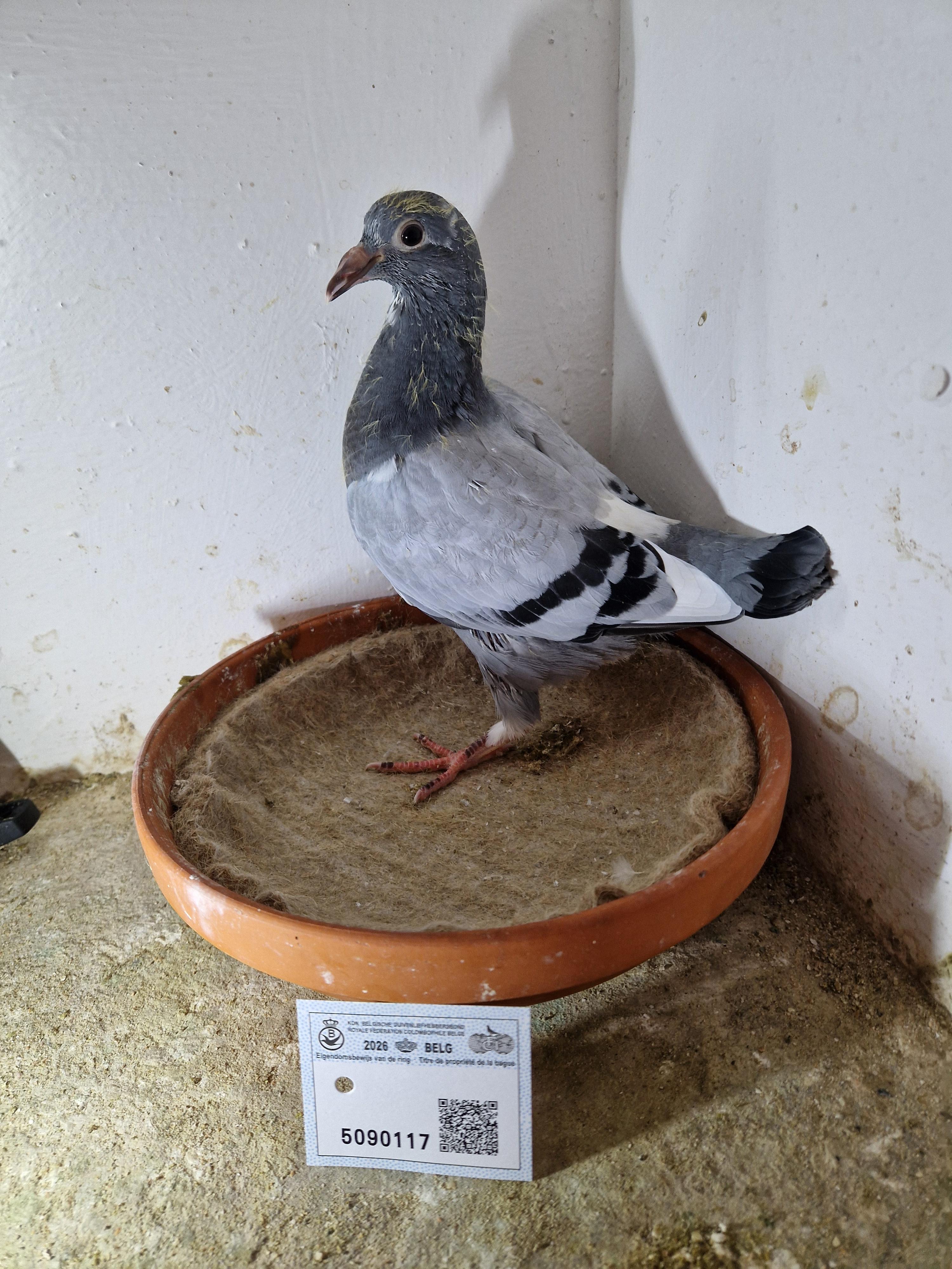 Lijn 1° Inat Barcelona x Dochter De Kleine Sagan