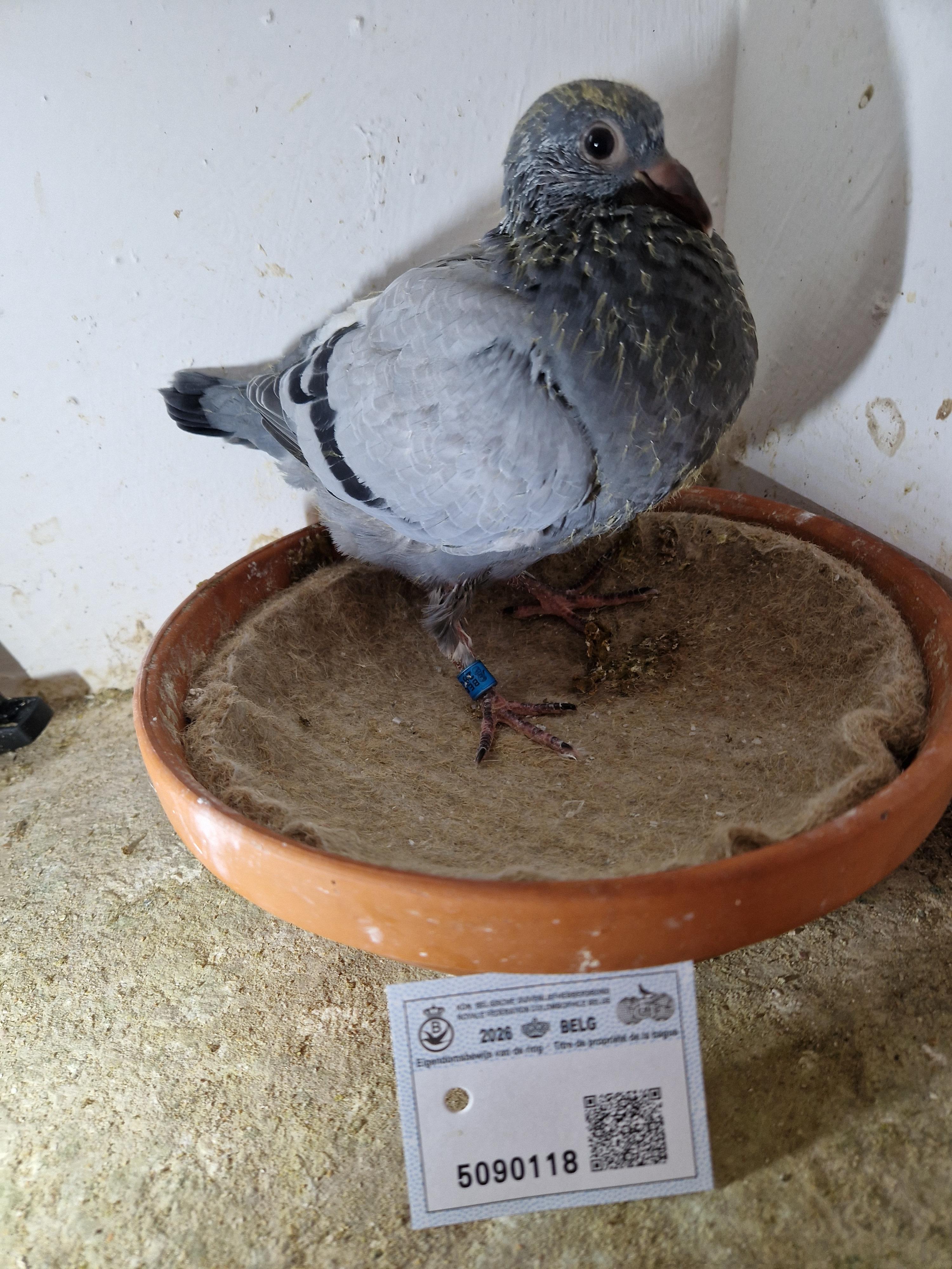 Lijn 1° Inat Barcelona x Dochter De Kleine Sagan