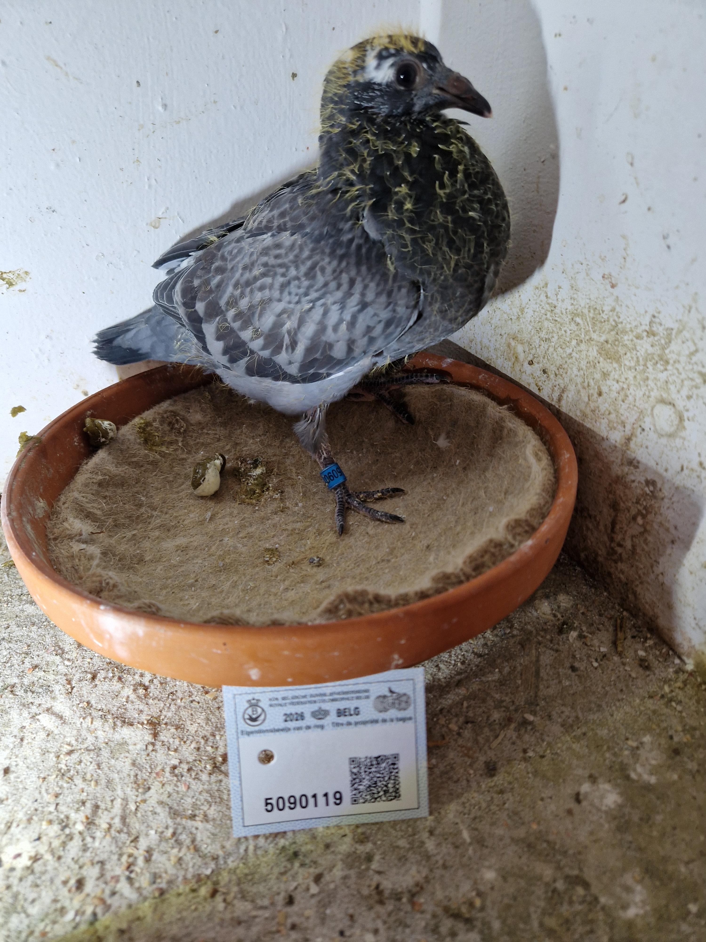 Lijn 1° Inat St Vincent x Kleindochter Super Fierilla