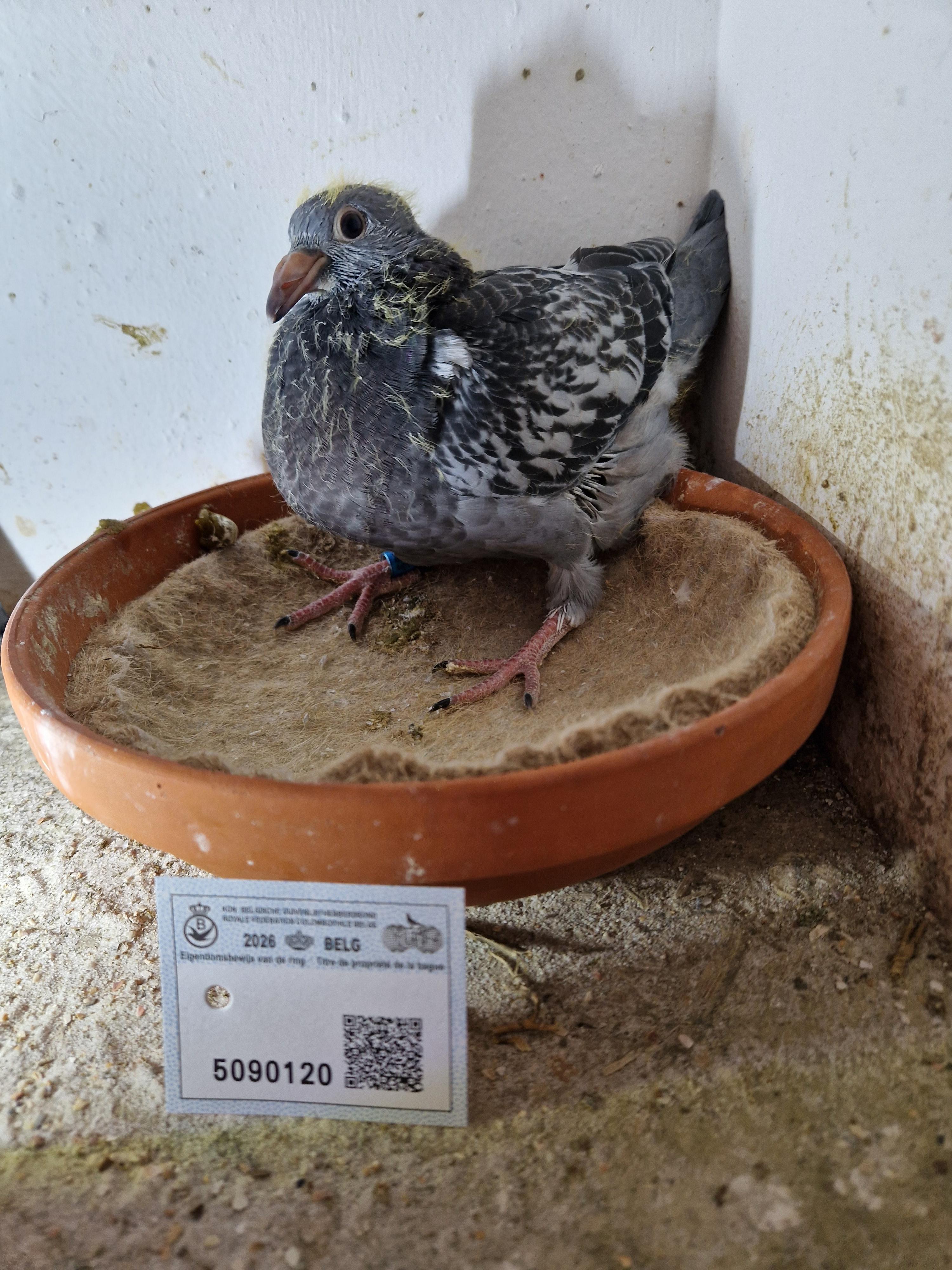 Lijn 1° Inat St Vincent x Kleindochter Super Fierilla