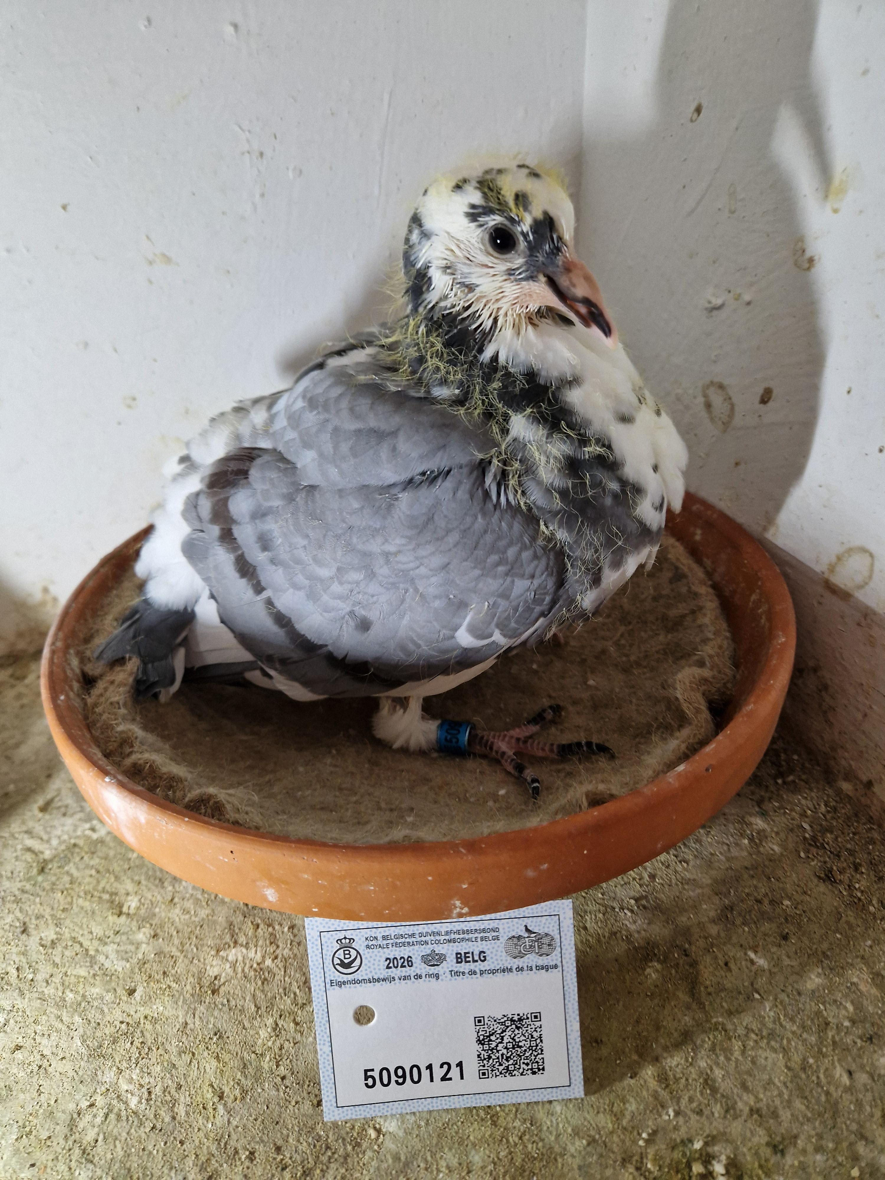 Lijn Koopman x Dotty Blue 