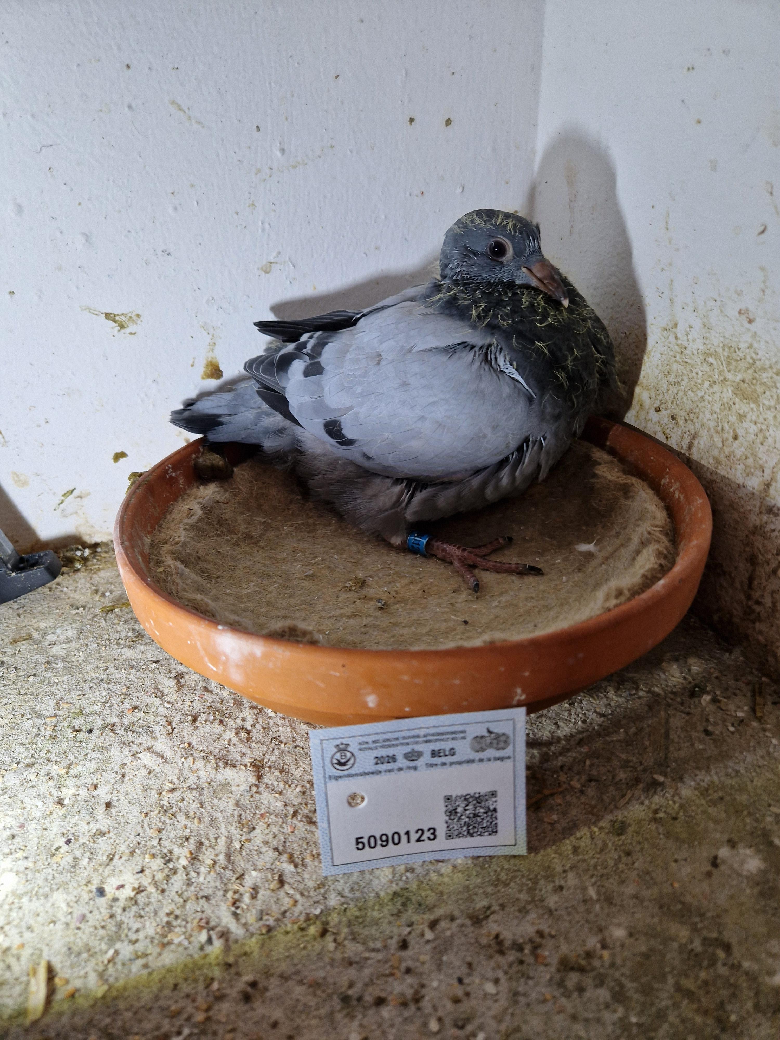 Noel Vandenborne x Creemers & Zoon 