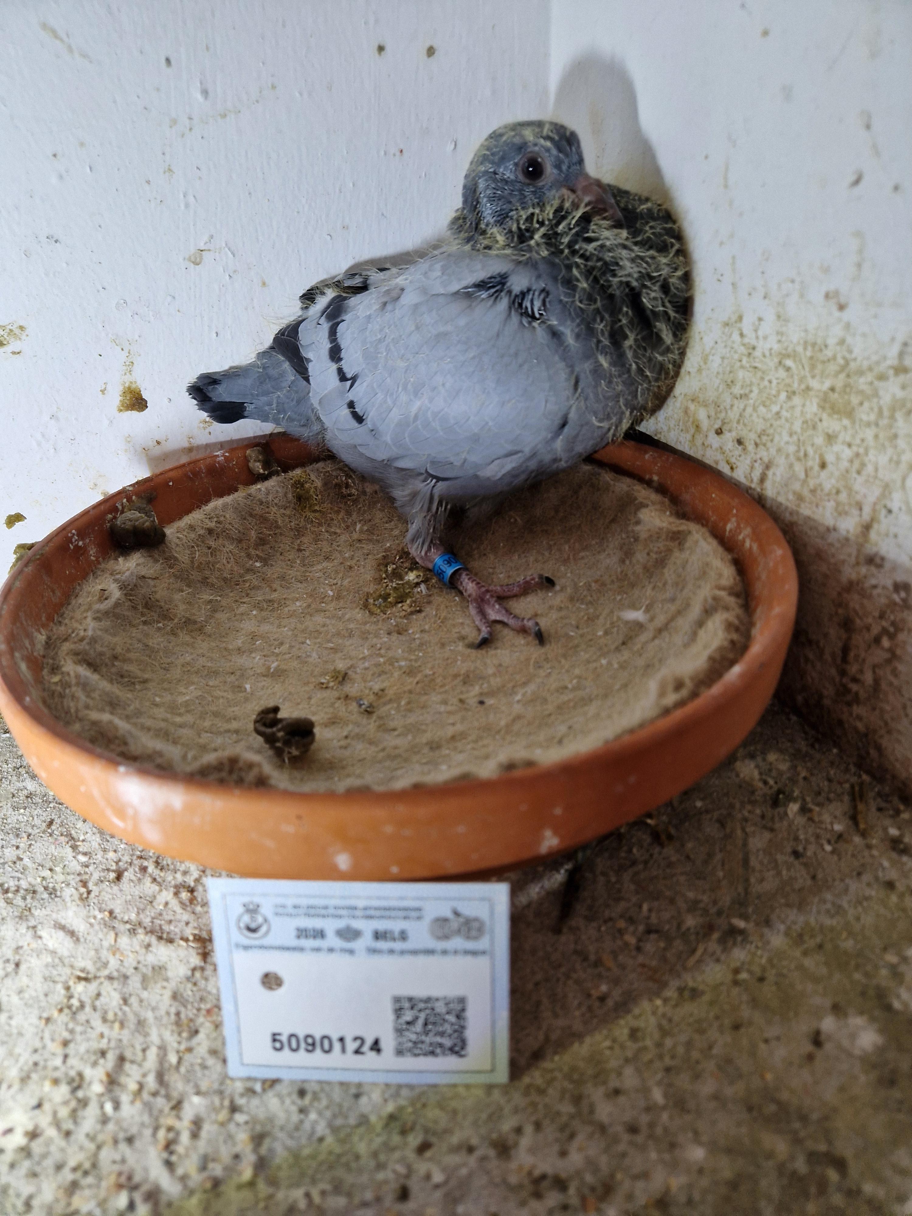 Noel Vandenborne x Creemers & Zoon 