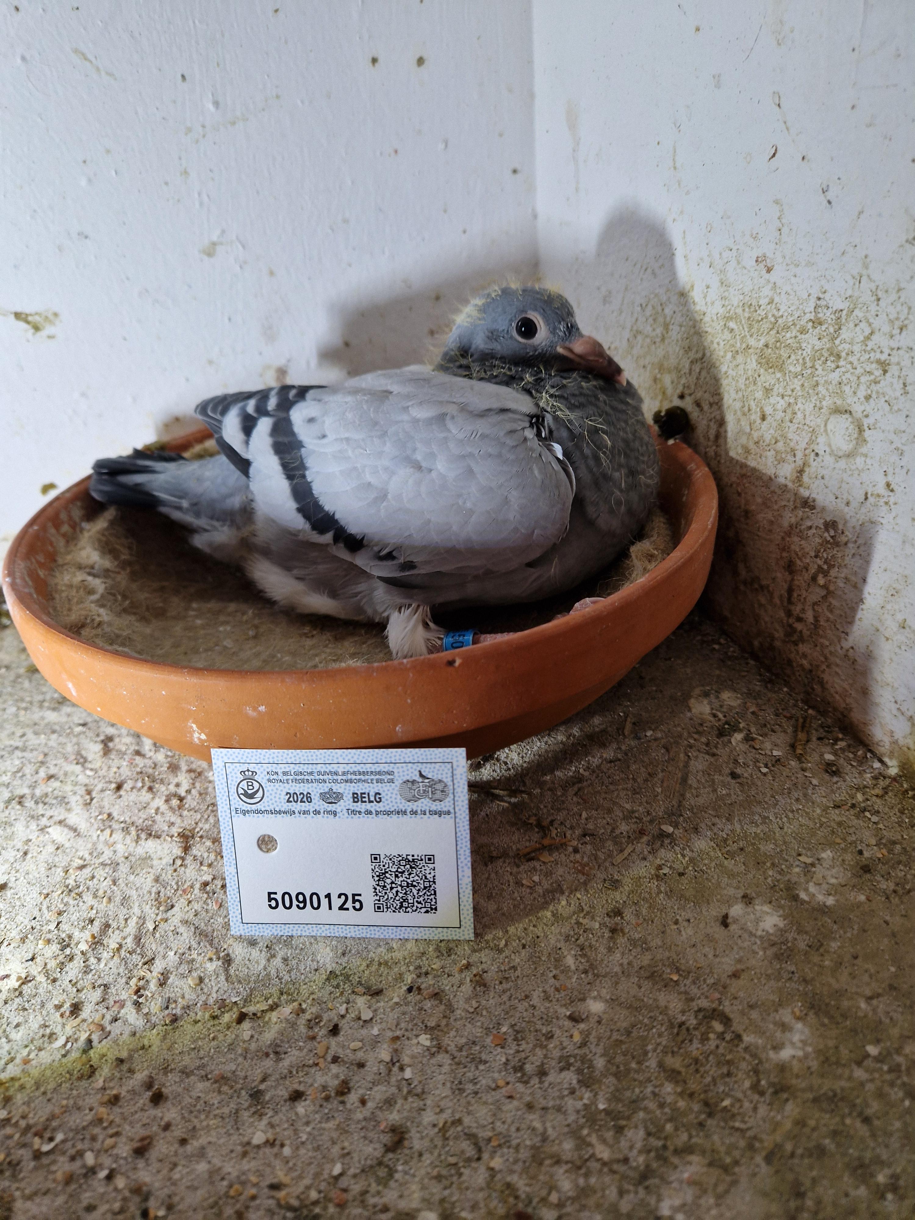 Algarve 229 x Lijn F-16