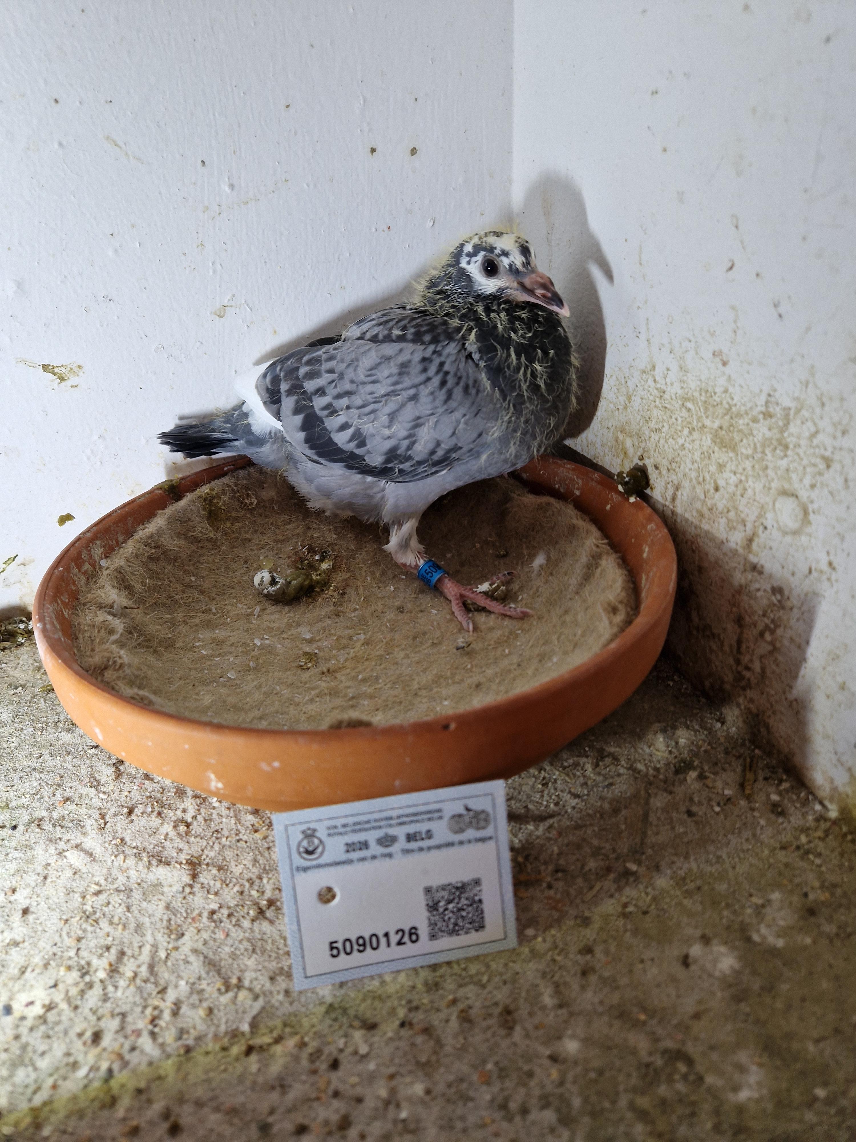 Algarve 229 x Lijn F-16