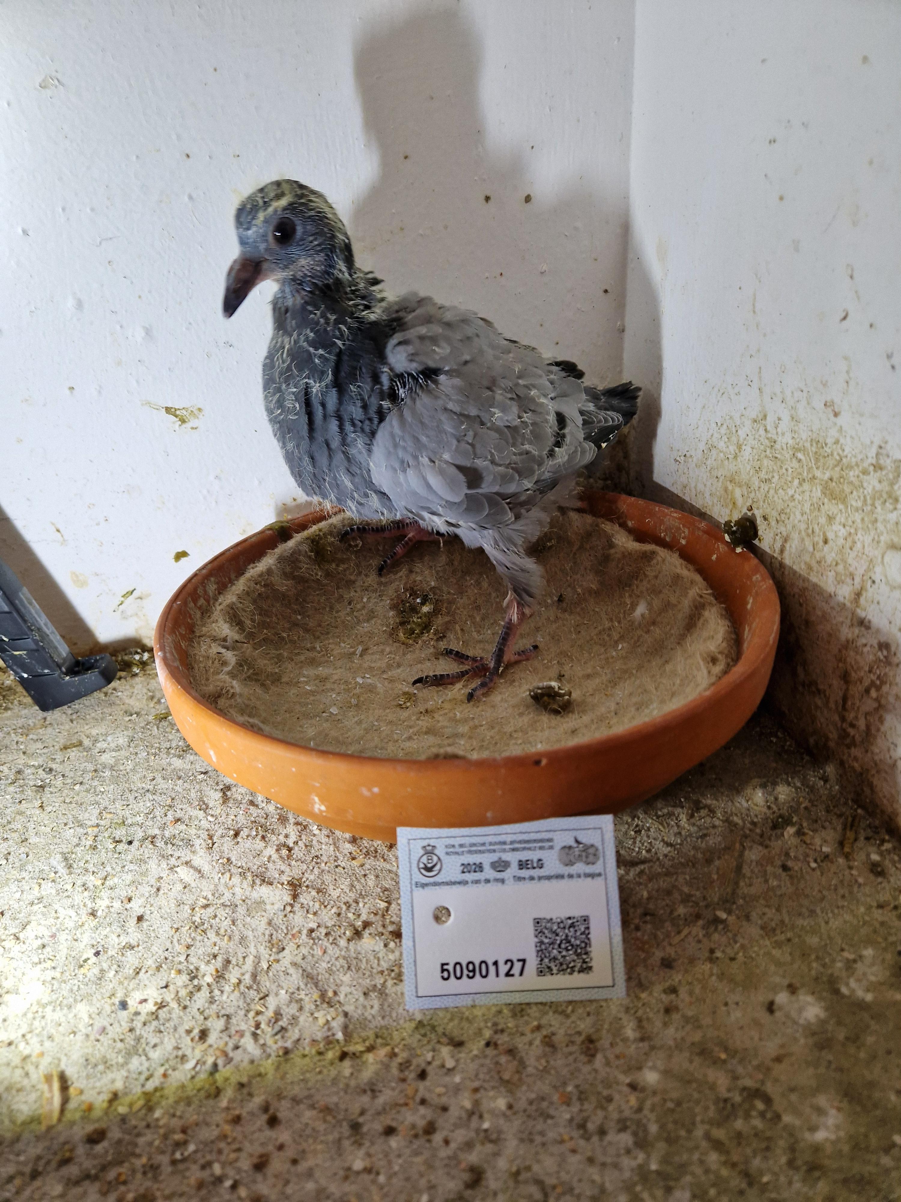 Zoon Radja x Inteelt Blauwe Brouwers