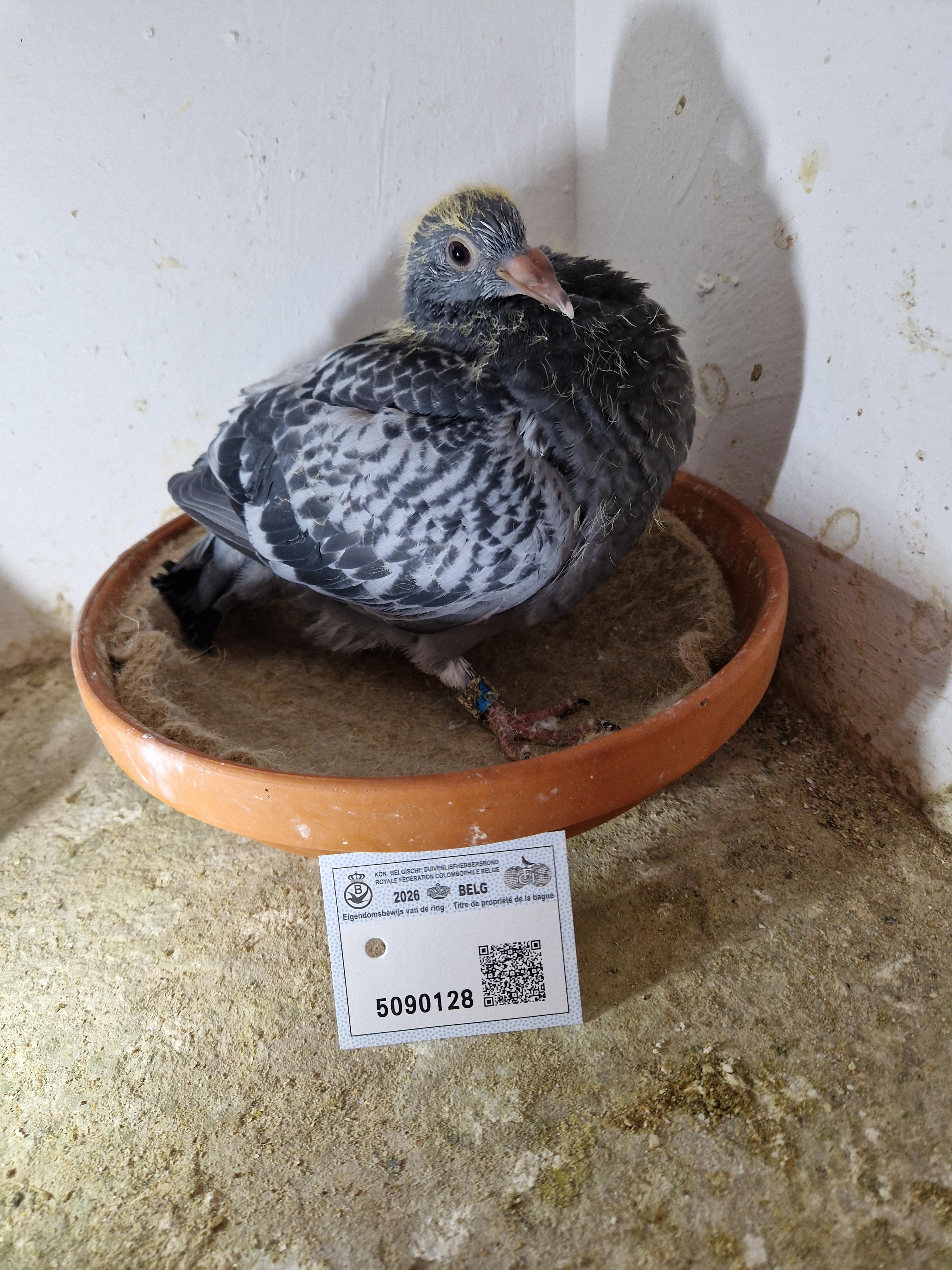 Lijn Harry x Lijn 1° As Fond