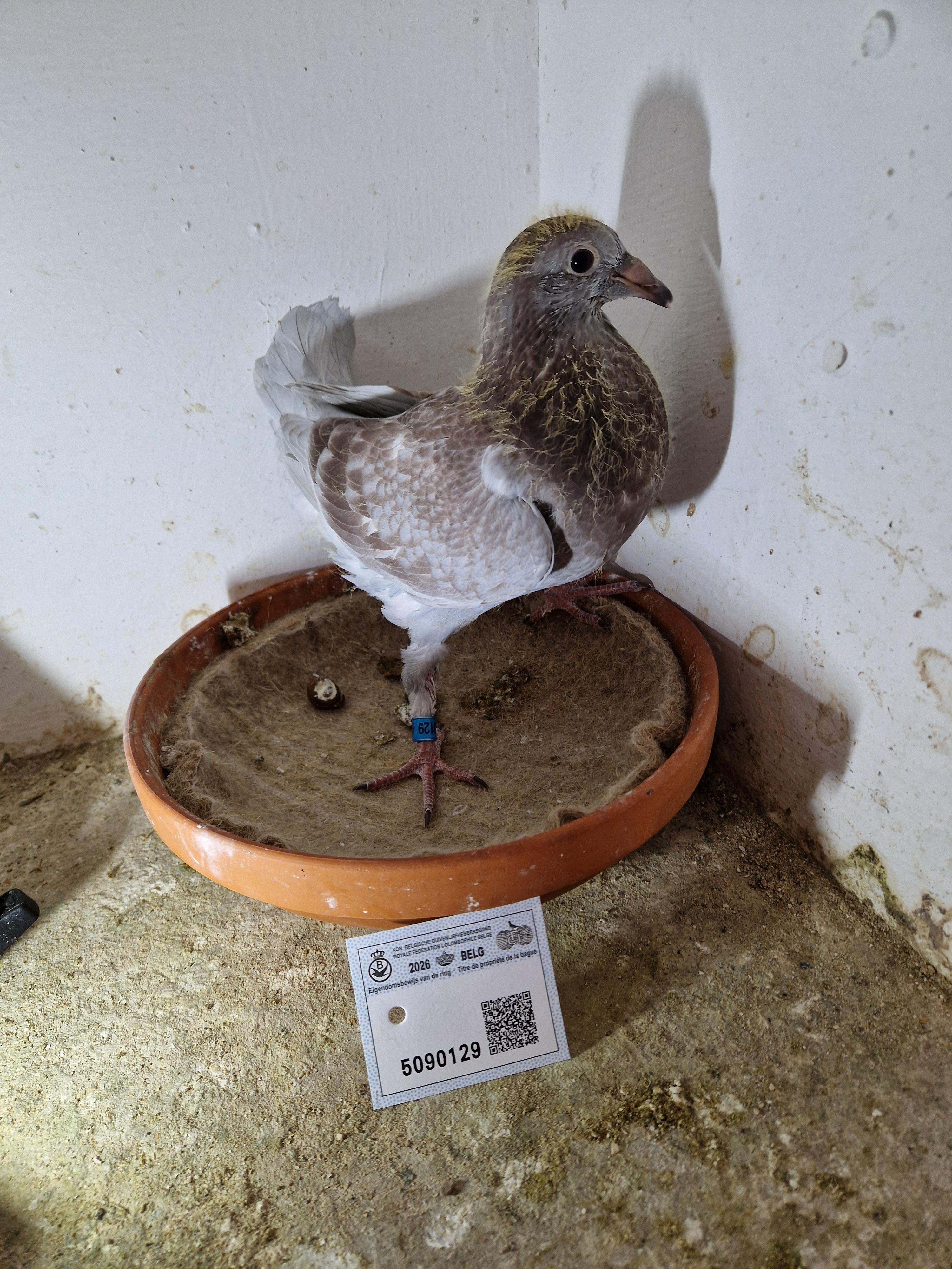 Lijn Guido Polfliet x Dochter volle broer winnaar Sofia OLR