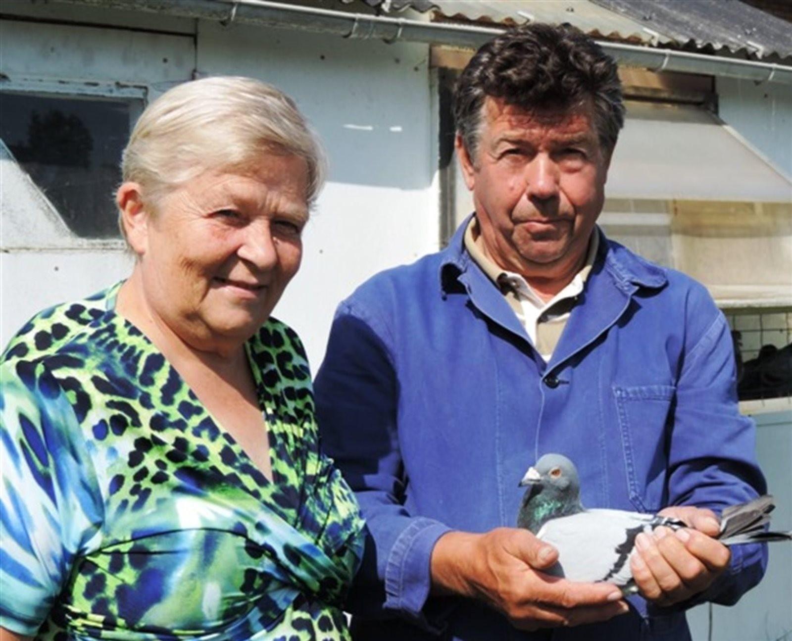 CORTEEL WILLY - OOSTDUINKERKE -JONGE DUIF OP AFSPRAAK