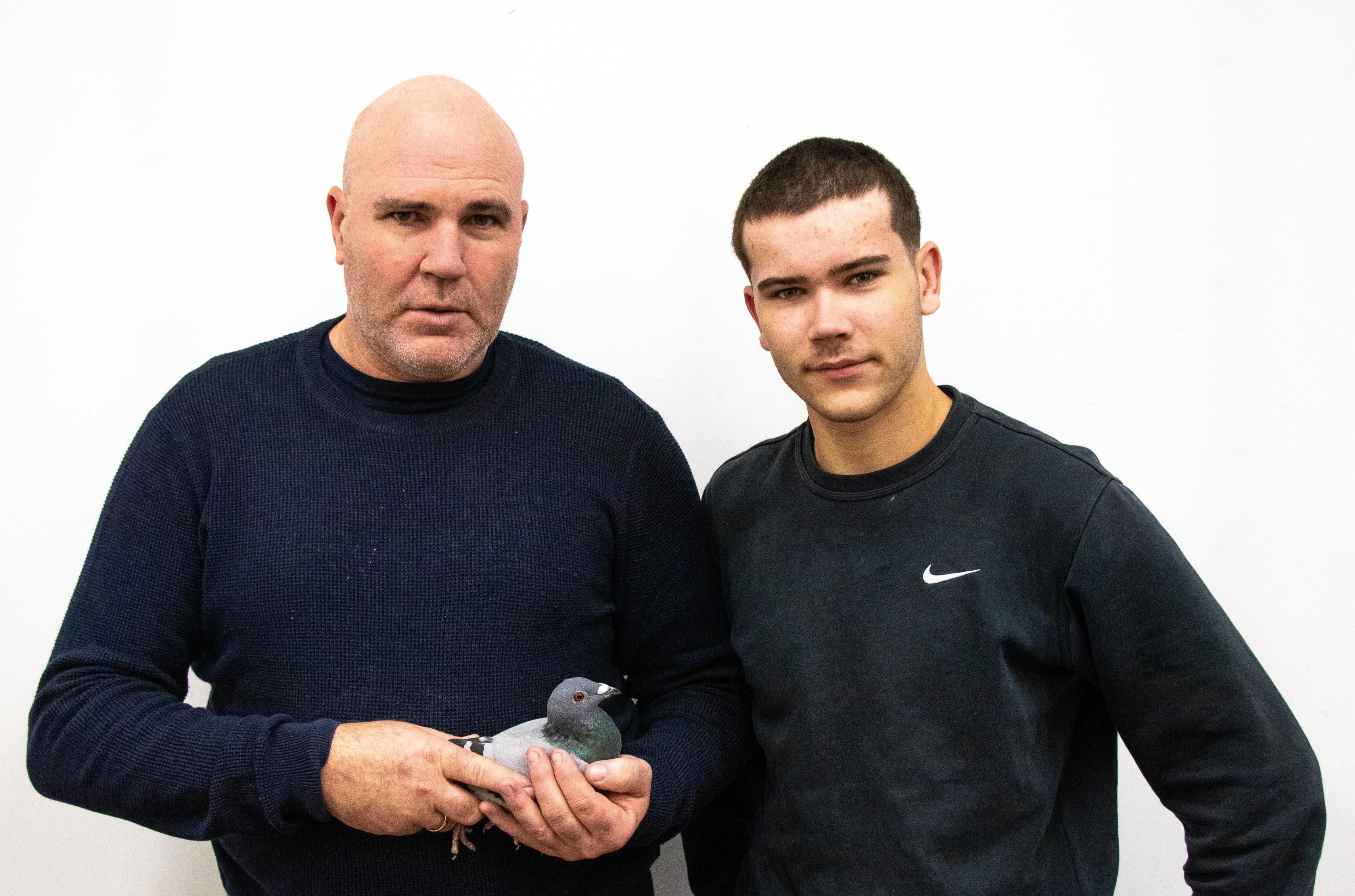 Vente aux enchères: Hok L & N - Ludwig Van Win: jonge duiven