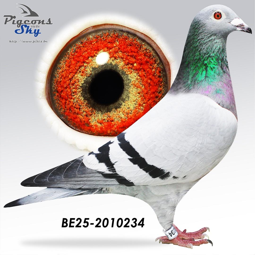 Zoon Het Schoon Porsche x Dochter ’t Genaaid 