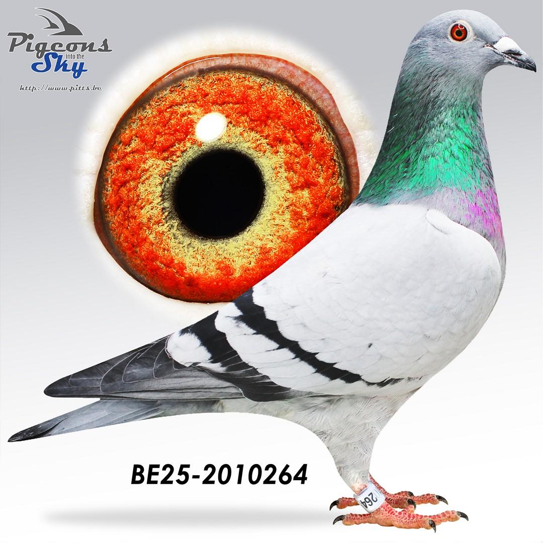 Inteelt Papillon x Porsche 029 