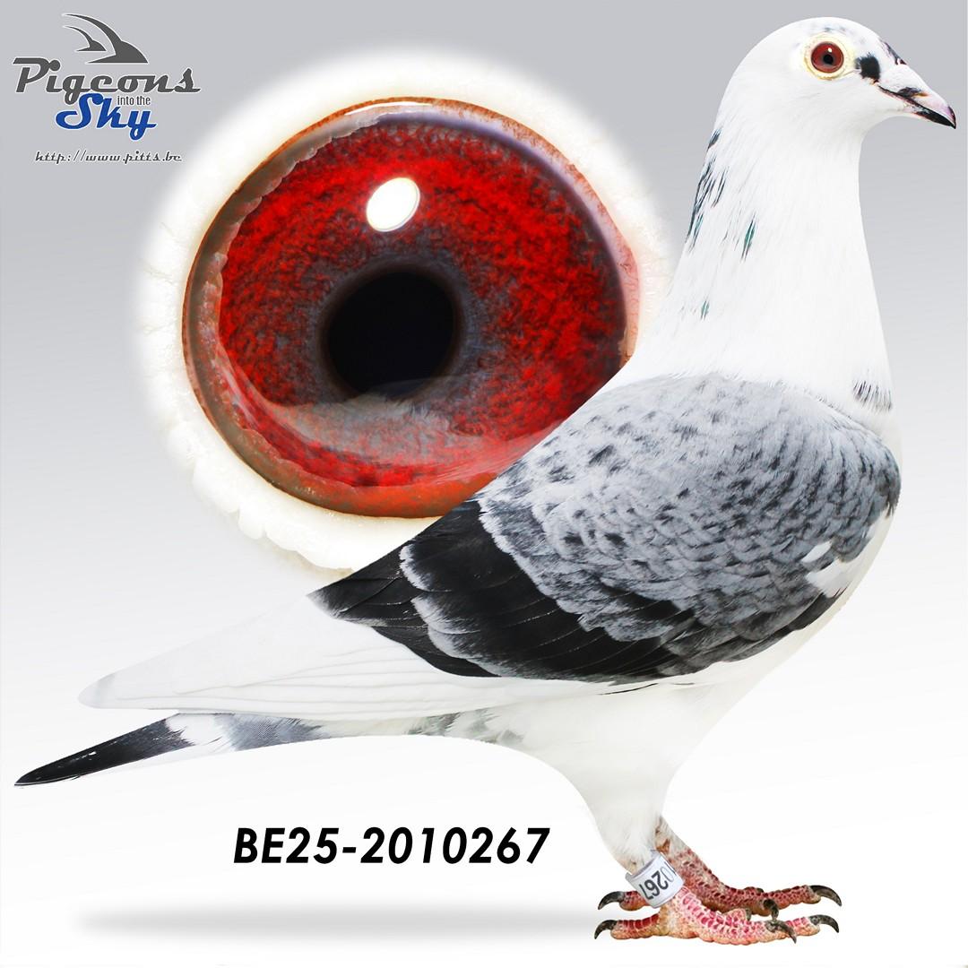 Broken Wing x Dochter De 17 