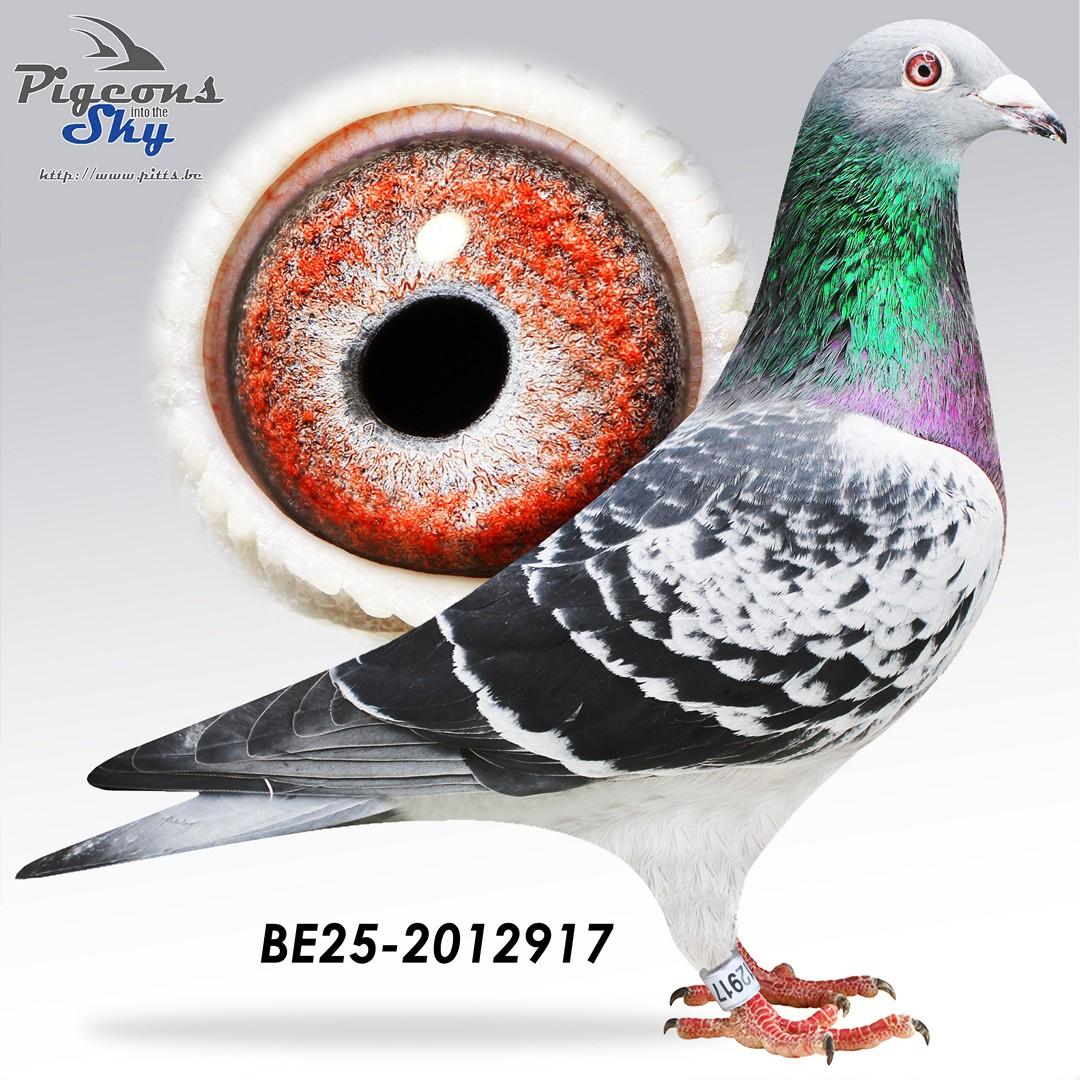 Double Little Ricky x Little Junior 545 