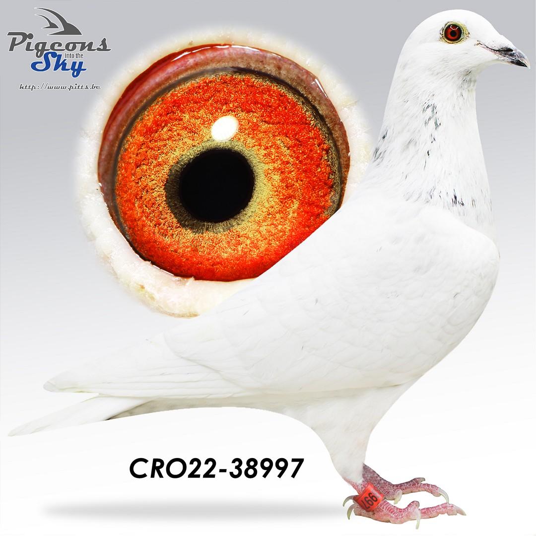 Thai 342 x Vale of Raket 