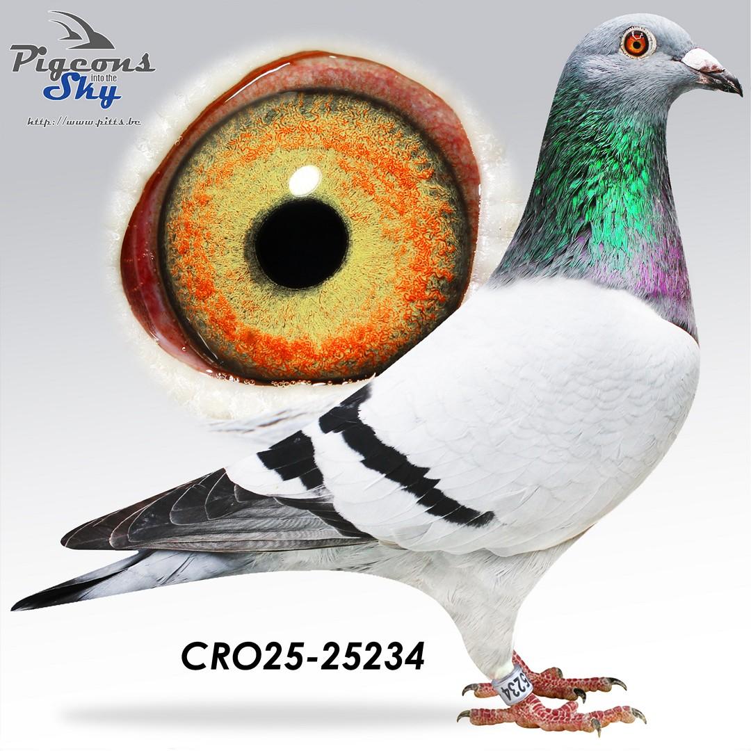 Rudy Finn 899 x Sister 733 