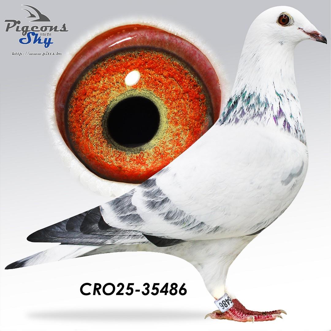 Snowman x Smart Porsche 44 