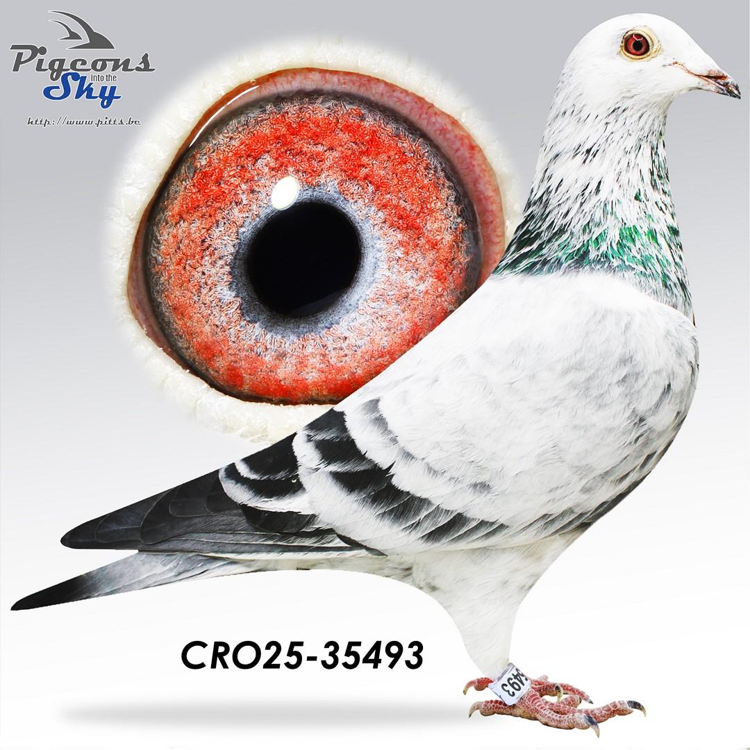 Snowman x Lady Blizzard 