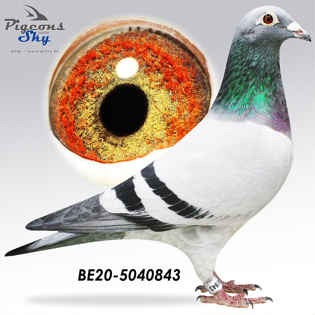 Son 801 Aelbrecht x Exina - Original Thoné Jos