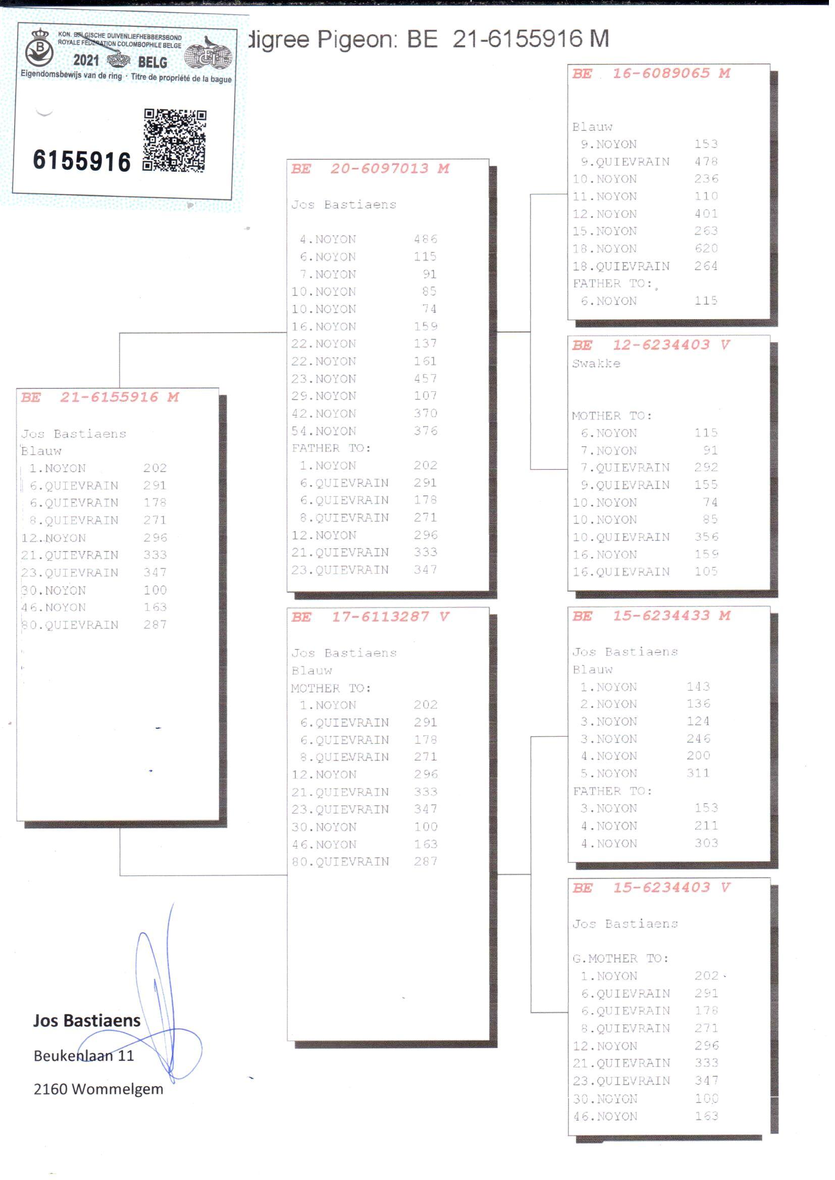 pedigree Zoon Swakke x Lijn jos Bastiaens - Original Jos Bastiaens