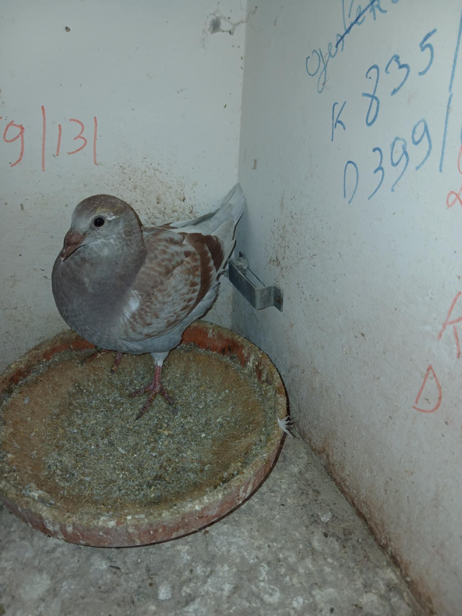 De Bodt Pascal -Van Akker Veronique ( Ninove )schenken een KOPPEL JONGE 2026 ter plaatse  - Familie