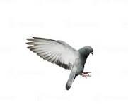 VAN ACKER DANNY - WOUMEN - JONGE DUIF OP AFSPRAAK