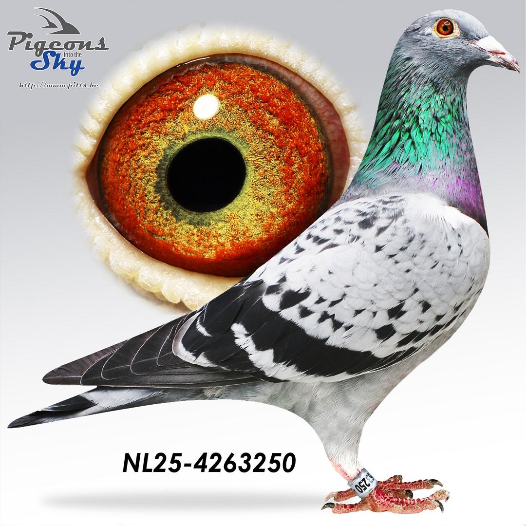 Mr Kramer x Golden Grey