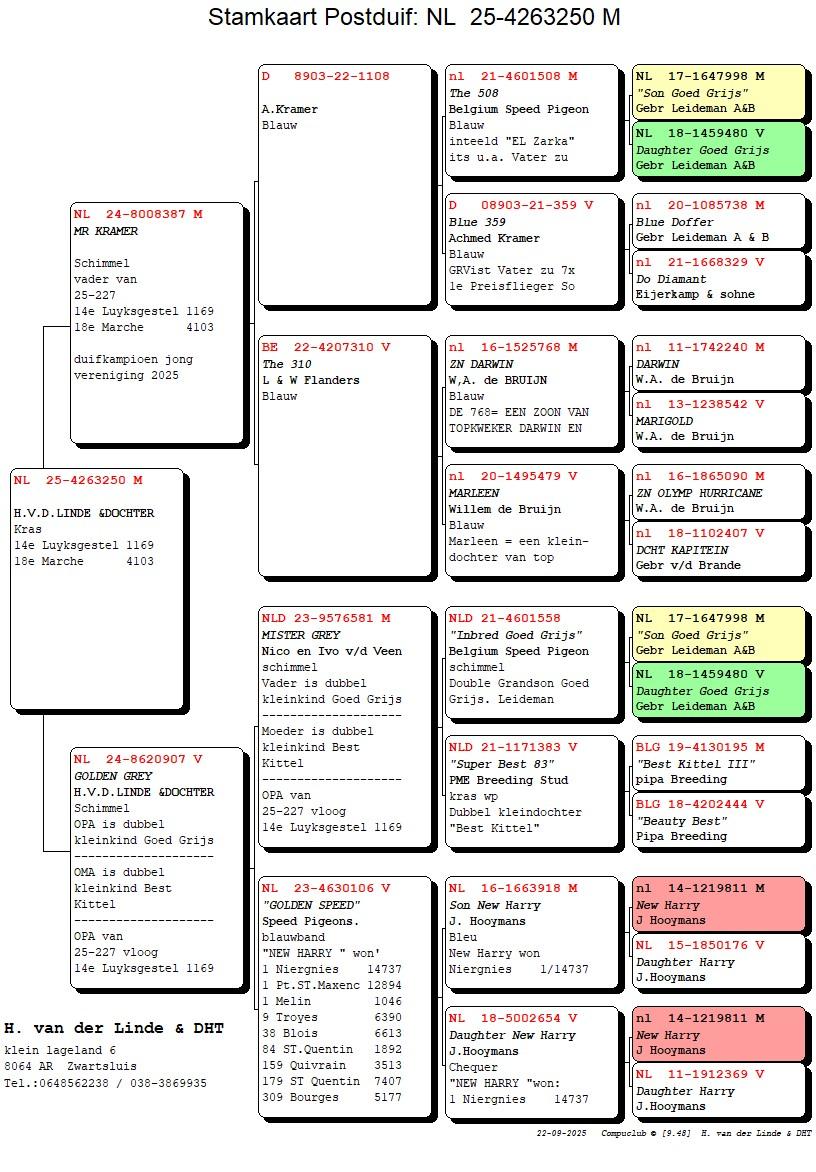 pedigree Mr Kramer x Golden Grey