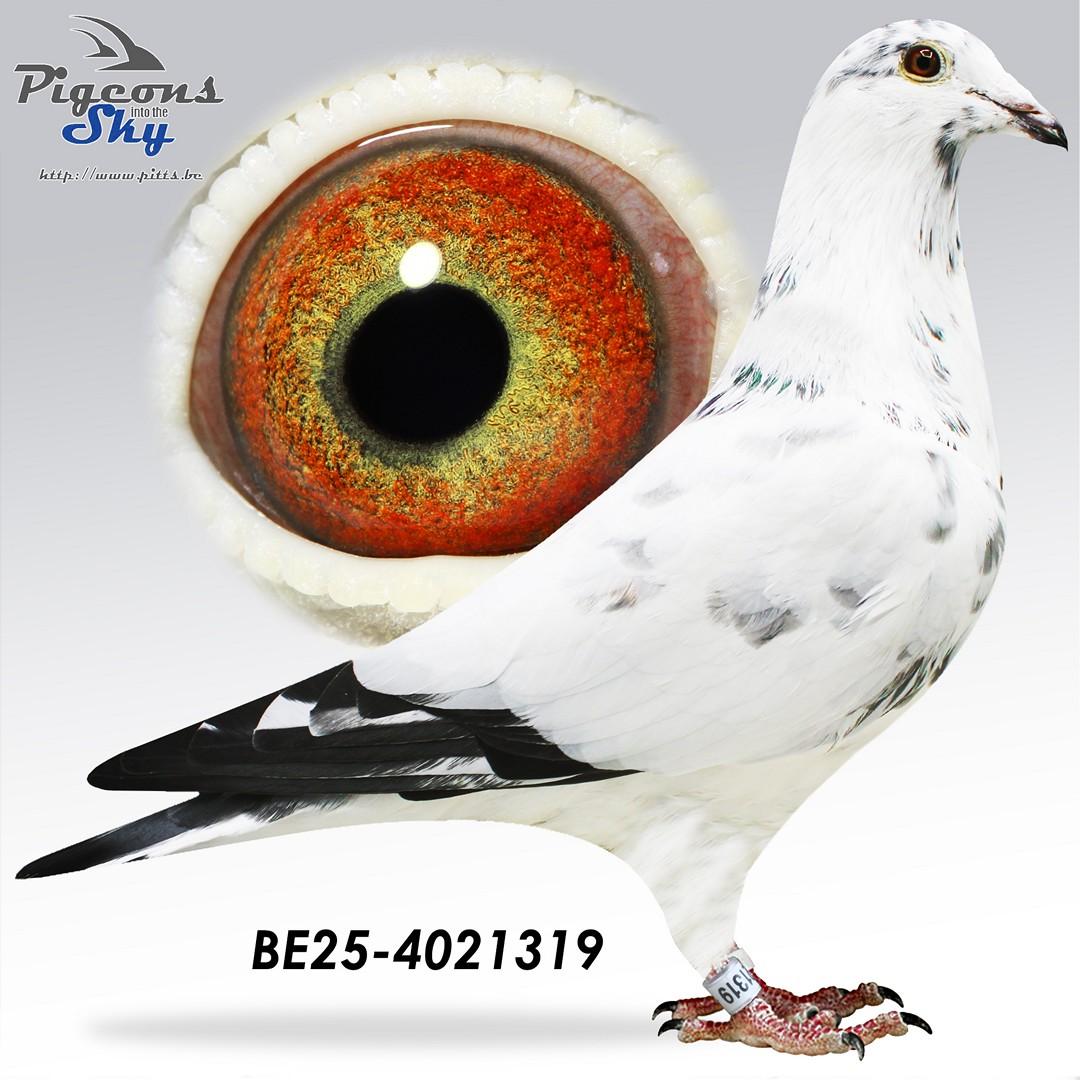 Donkere Crack 1 x White Meeuwke