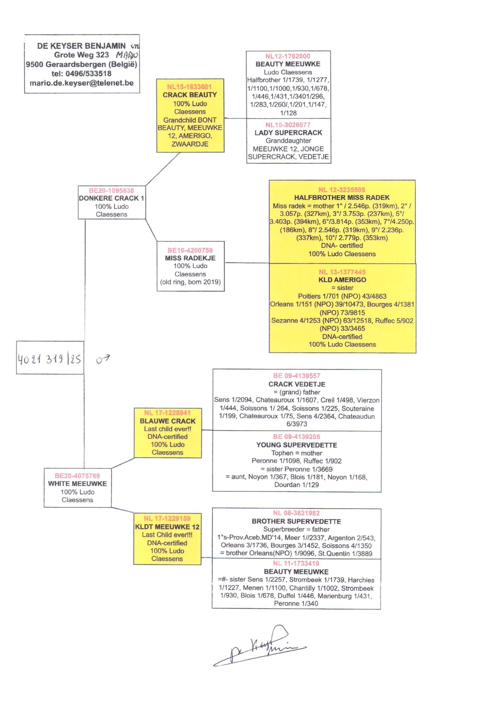 pedigree Donkere Crack 1 x White Meeuwke