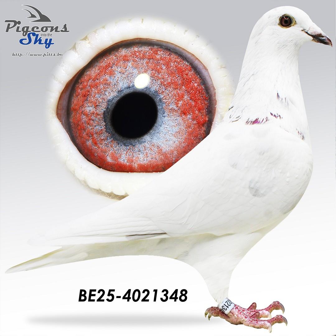 White Fox x Amerigo Girl