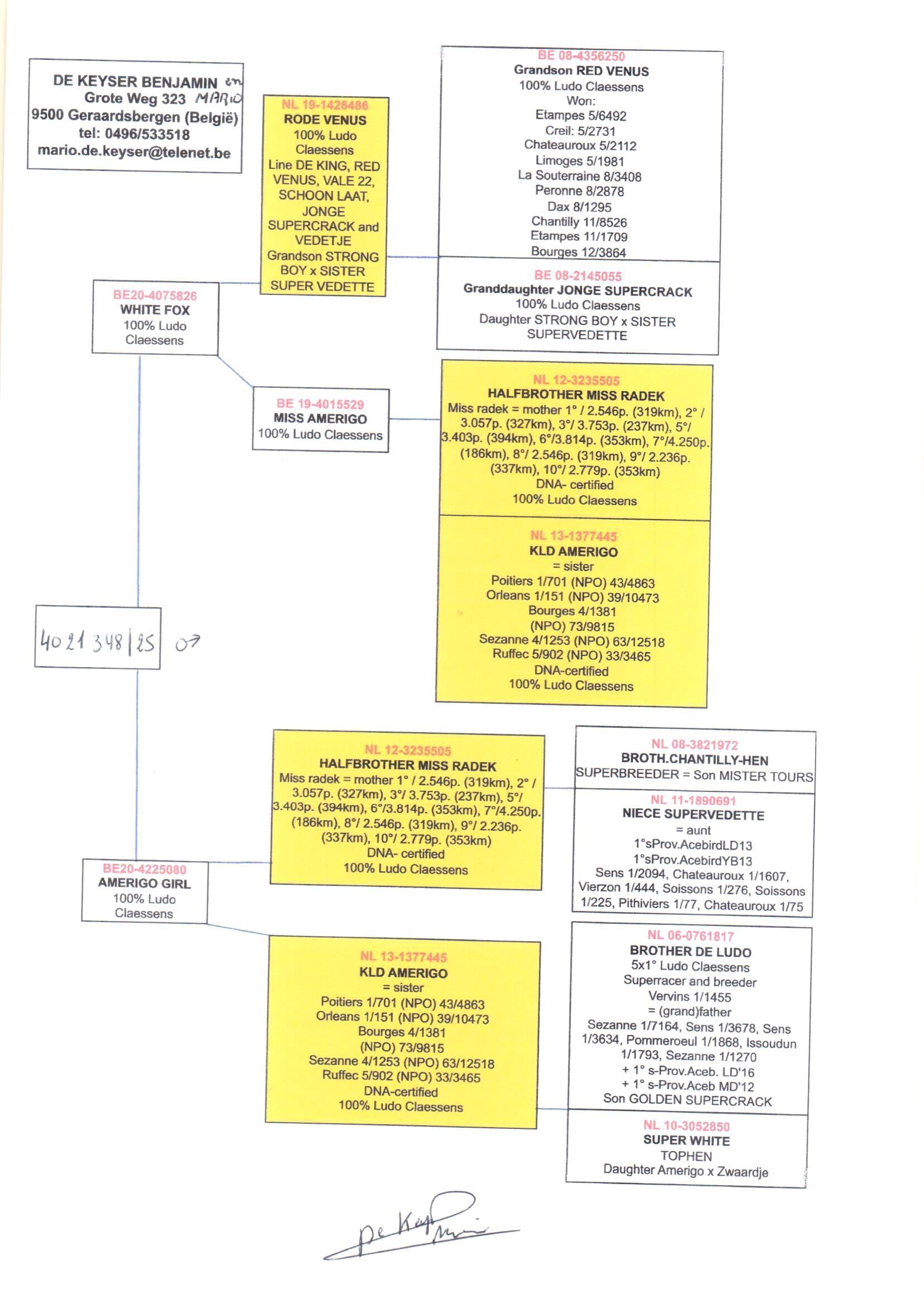 pedigree White Fox x Amerigo Girl