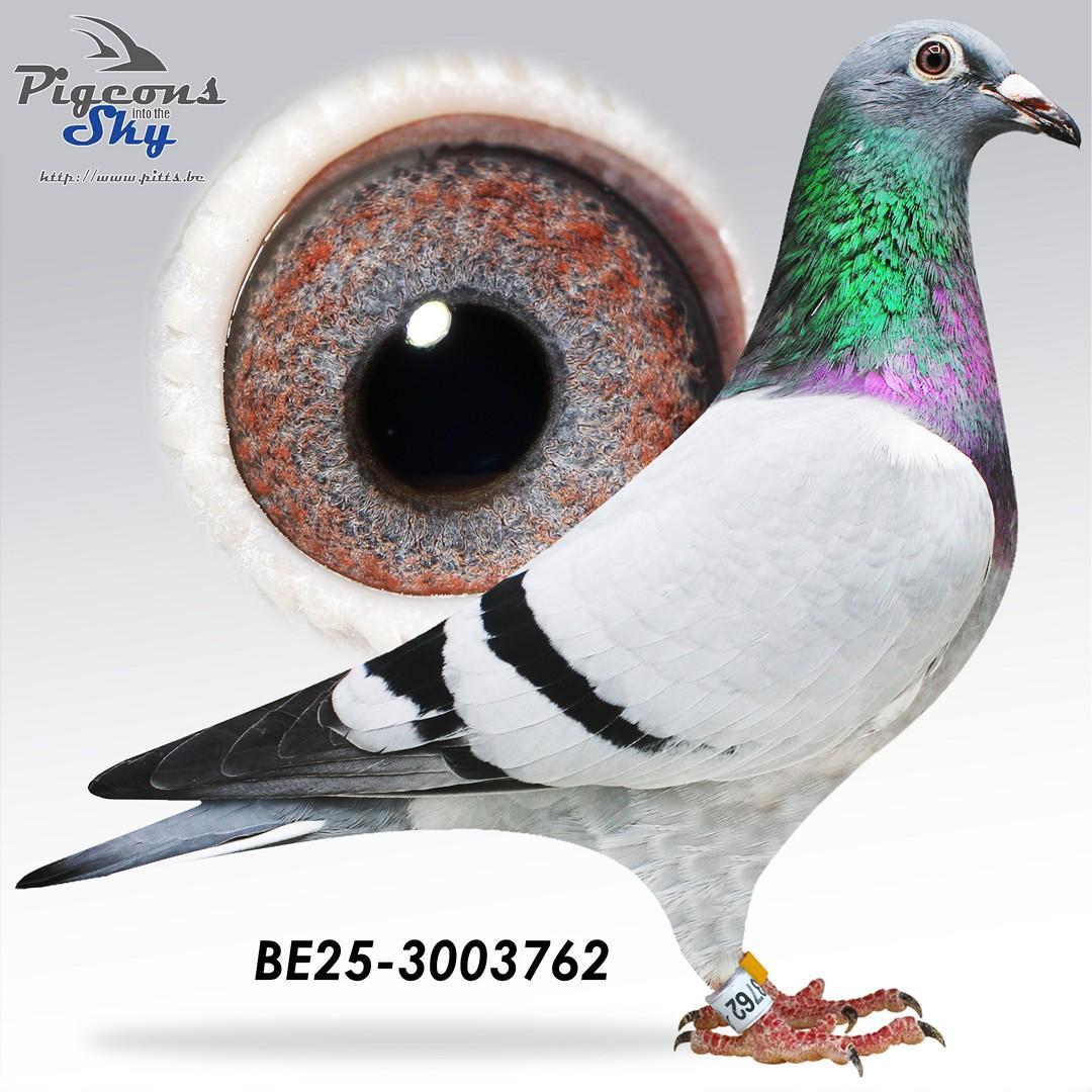 ALL NATIONAL WINNERS  1°MONTULUCON-1°AGEN, 1°BOURGES- 1°ACEPIGEONS  KBDB GOLDEN PRINCE  GOLDEN KING , GOLDEN PRINCESS