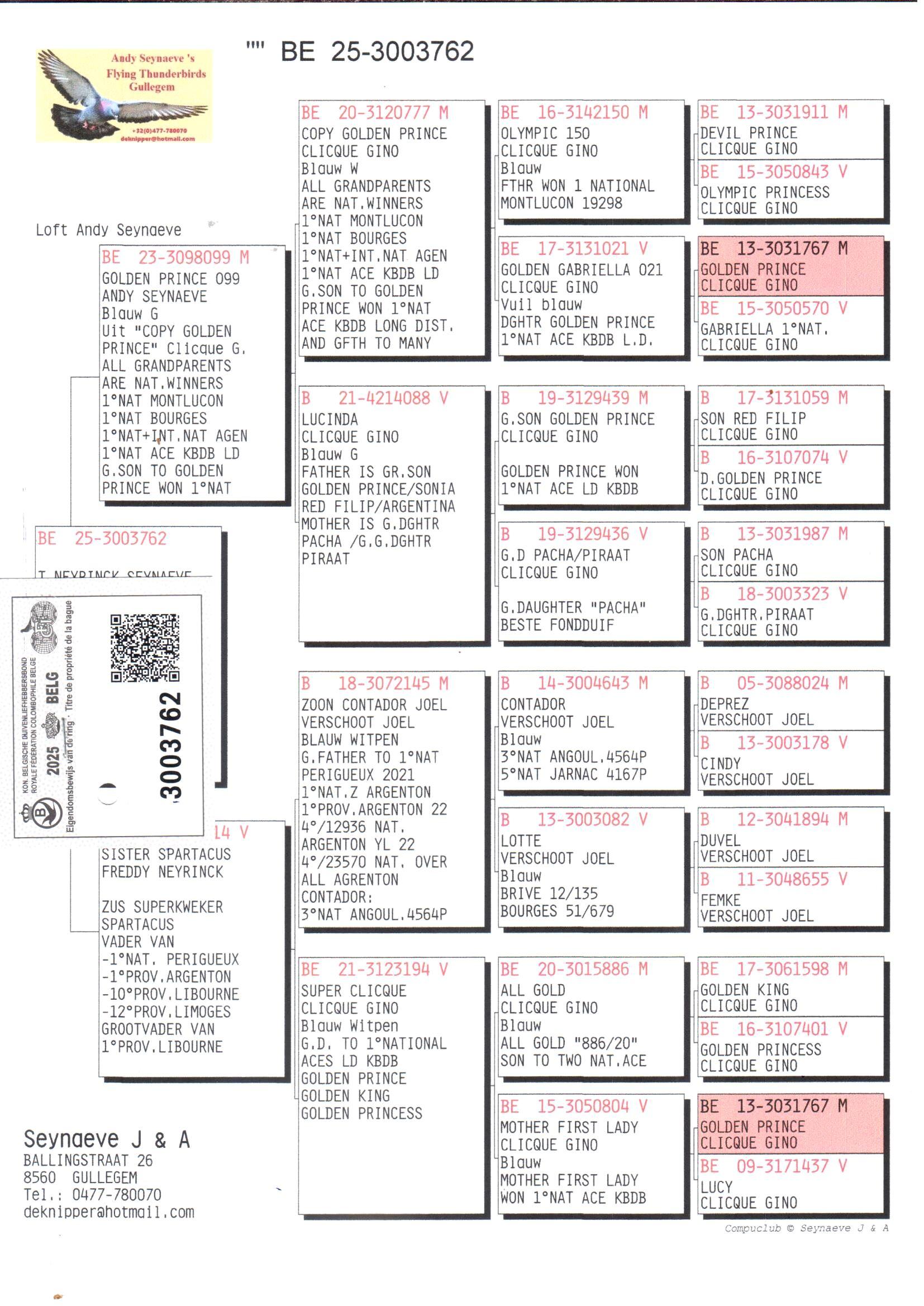 pedigree ALL NATIONAL WINNERS  1°MONTULUCON-1°AGEN, 1°BOURGES- 1°ACEPIGEONS  KBDB GOLDEN PRINCE  GOLDEN KING , GOLDEN PRINCESS