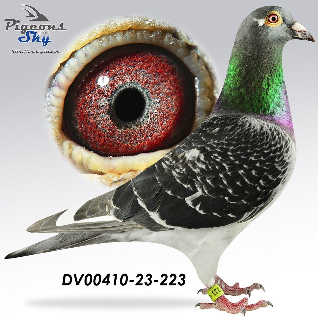 Van Den Brande x Eijerkamp - Dochter Grandson Floere x Daughter Giant Ché