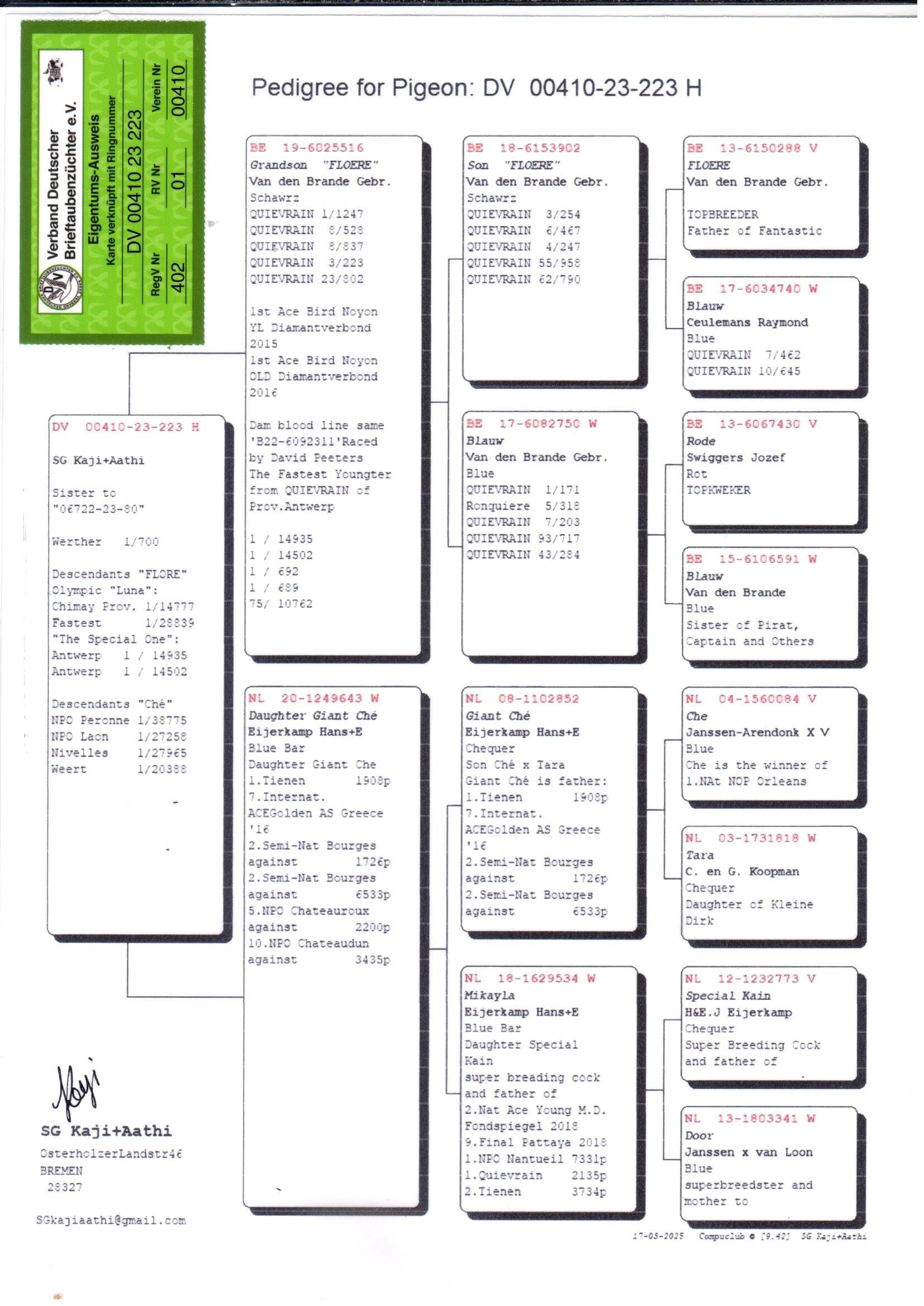 pedigree Van Den Brande x Eijerkamp - Dochter Grandson Floere x Daughter Giant Ché