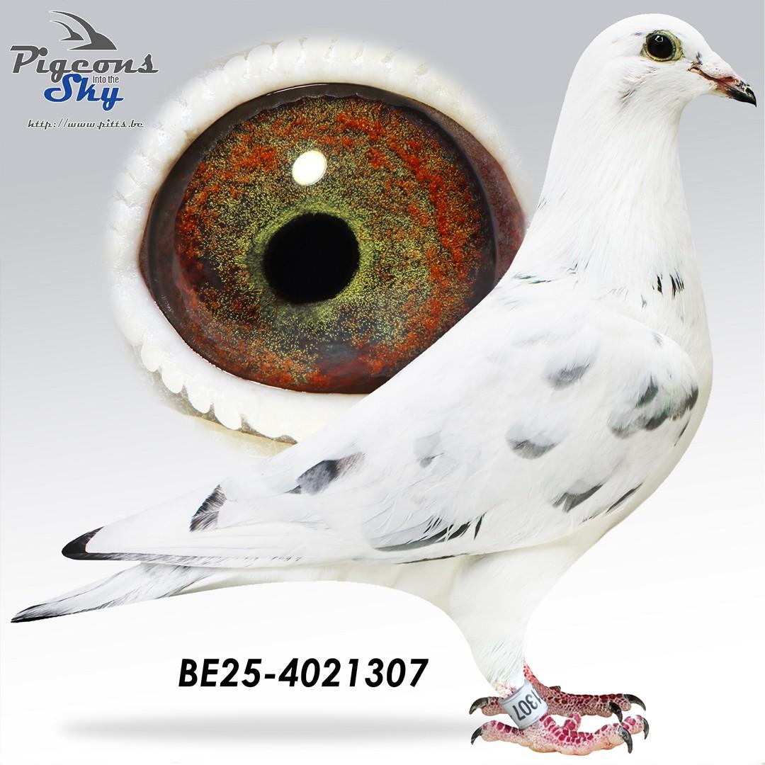 White Ludo x Silver 2