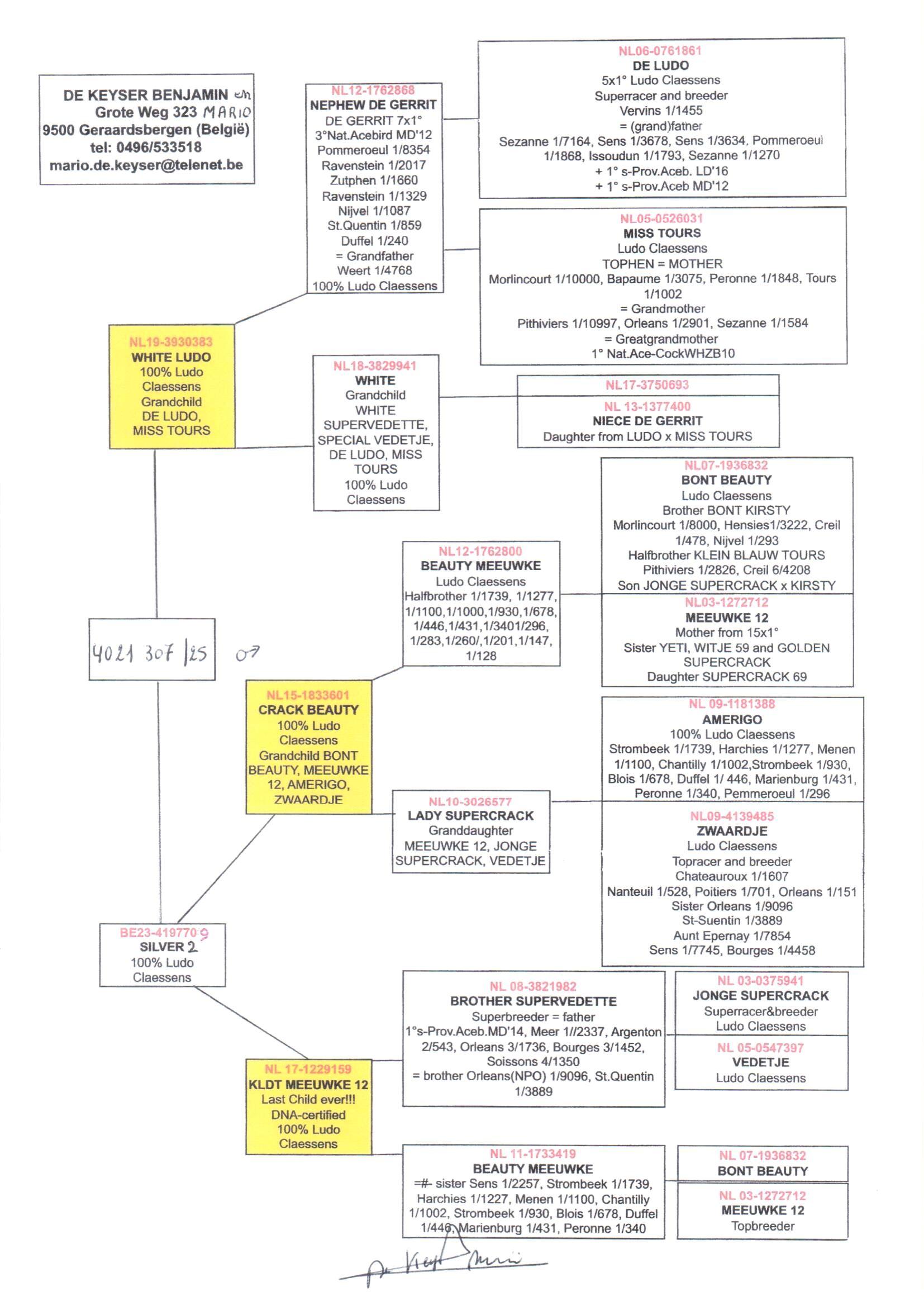 pedigree White Ludo x Silver 2