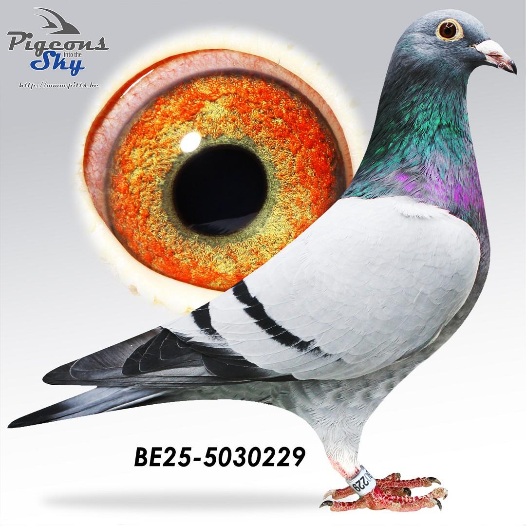 Zoon 5° Nat Narbonne