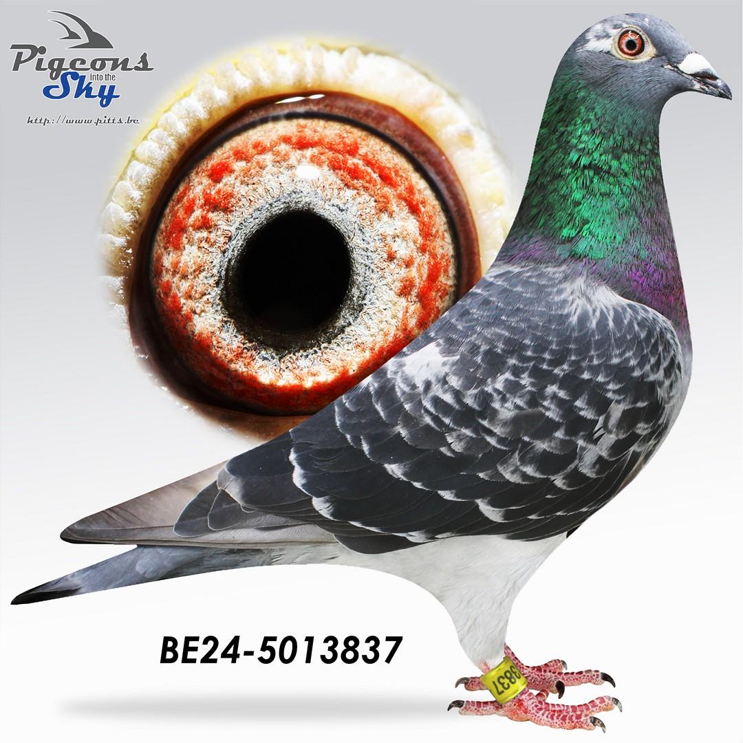 New King Of Sprint (Kleinkind 1e World Best Pigeon '21)