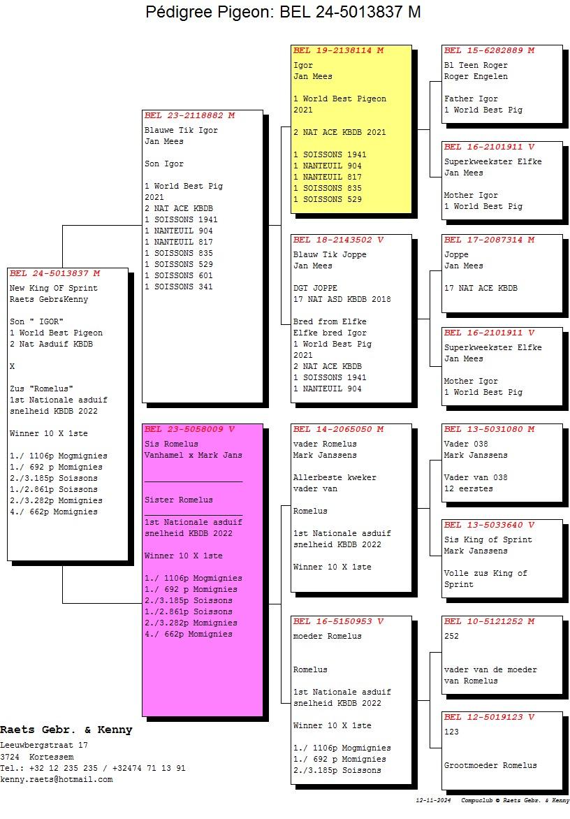 pedigree New King Of Sprint (Kleinkind 1e World Best Pigeon '21)