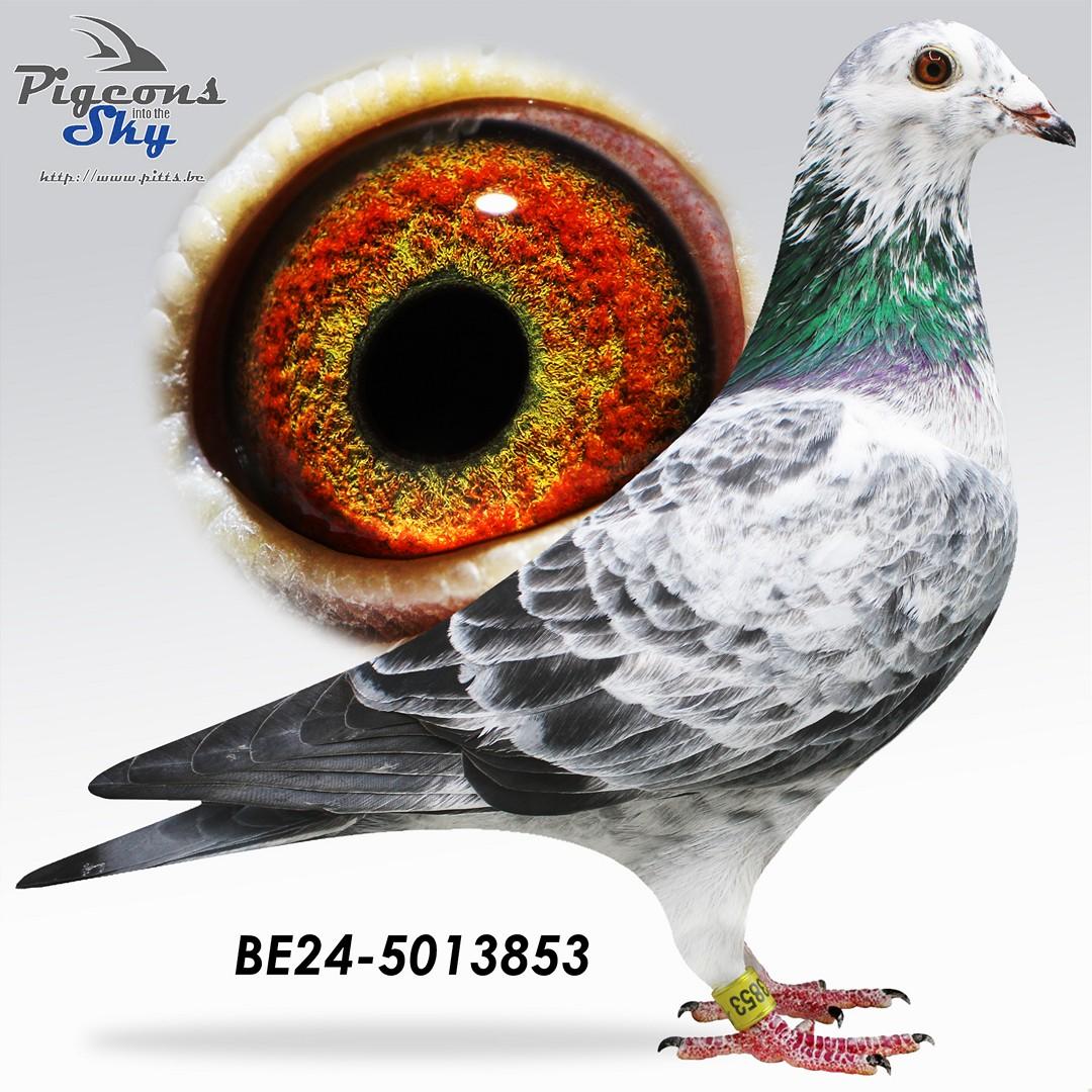 Olympic White Man (Lijn Olympic Rico : 1e Olympiadeduif Cat F)